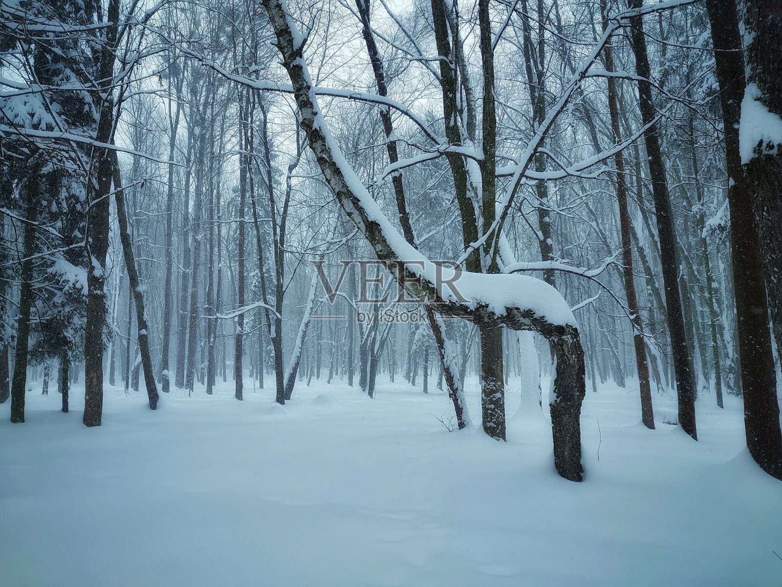 冬天的树林里下雪了，寒冷的日子里下雪了照片摄影图片