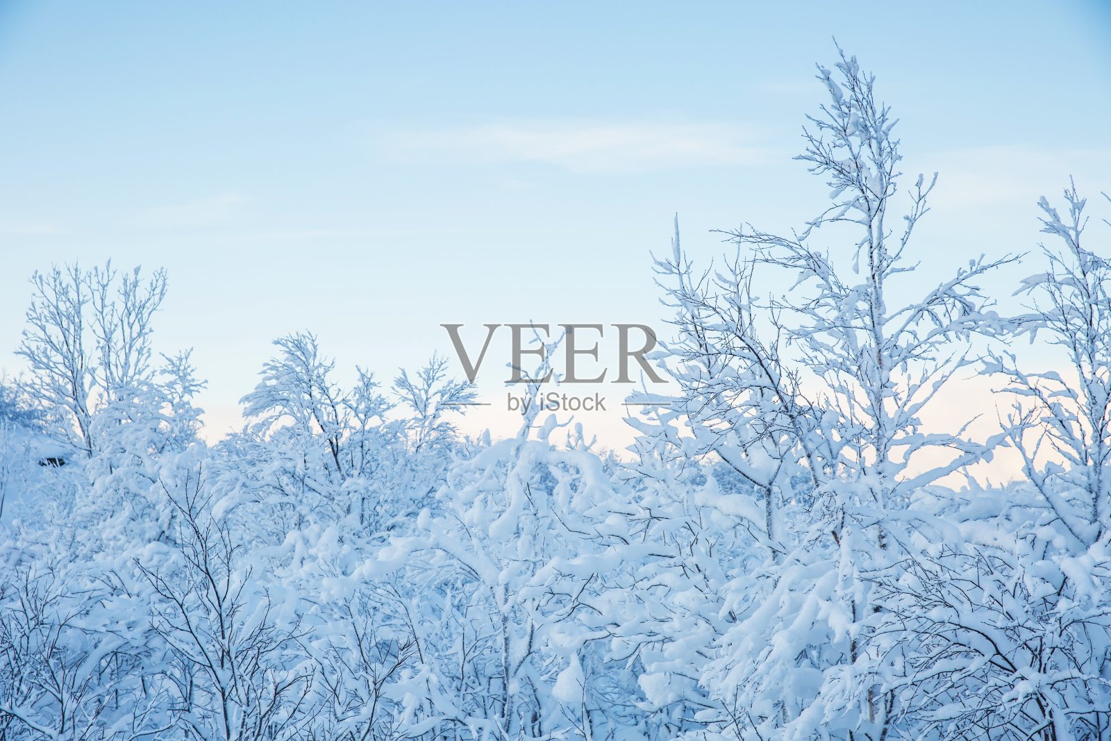 遥远北方的冬天。美丽的树在雪地里在野外照片摄影图片