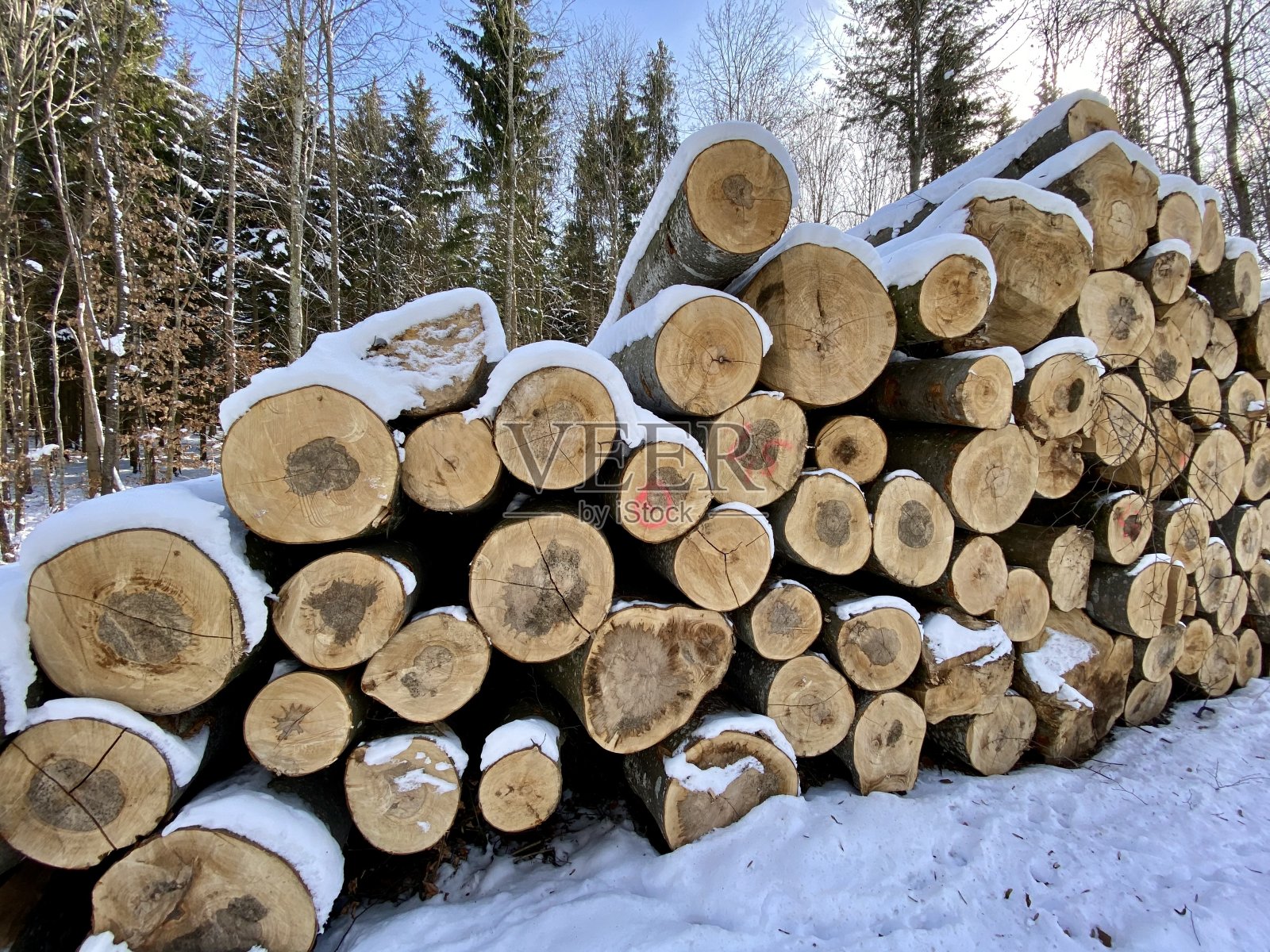 树干被雪覆盖照片摄影图片