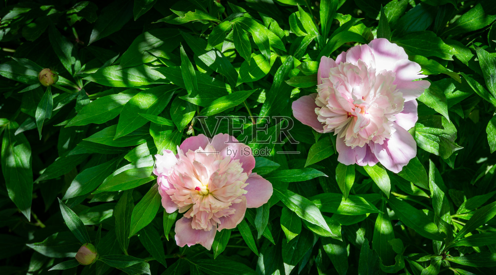 美丽的粉红色牡丹盛开在阳光下，映衬着花园的墨绿色。有选择性的重点。设计的自然概念照片摄影图片
