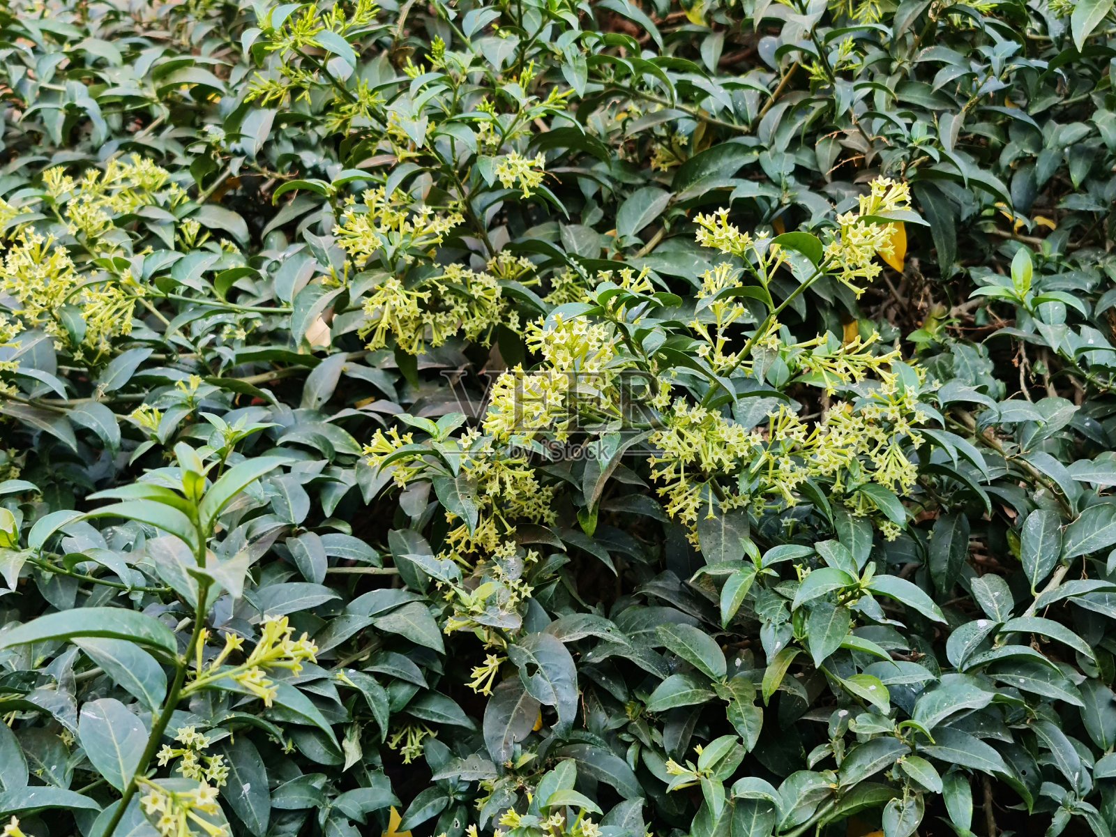 植物具有天然香气，用于园林装饰照片摄影图片