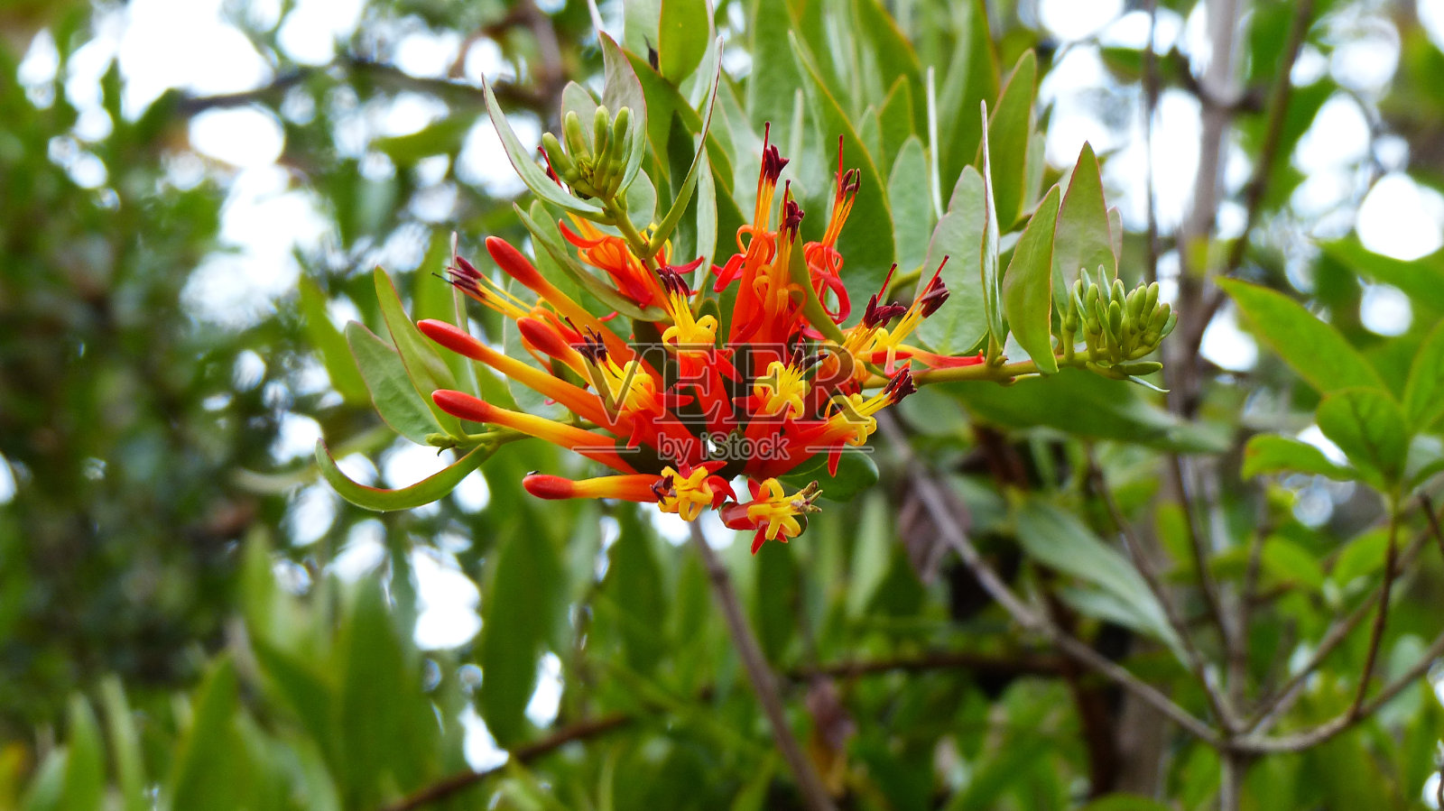 野生的长苞片三棱草照片摄影图片