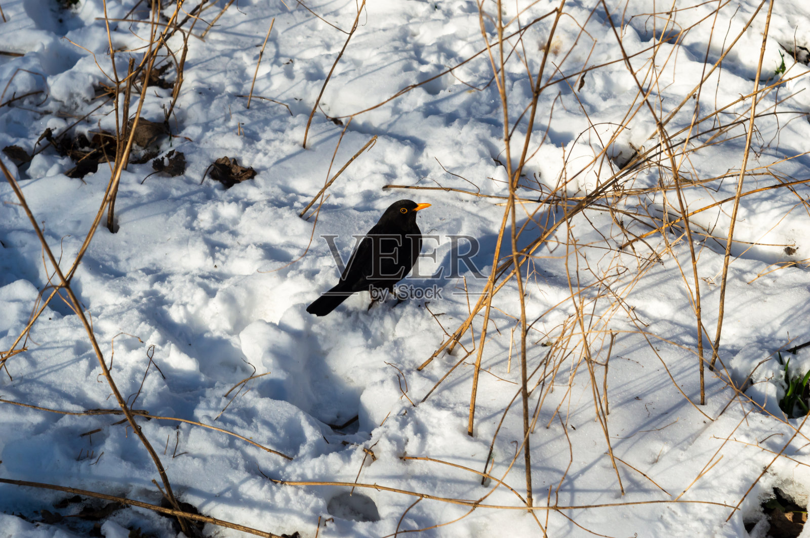 雄性黑鸟坐在雪地里照片摄影图片