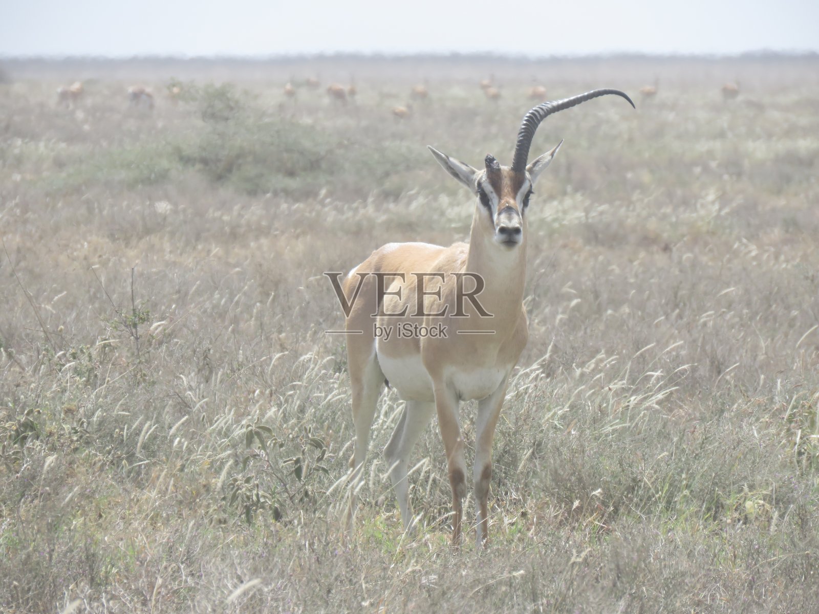 大草原上受伤的黑斑羚照片摄影图片