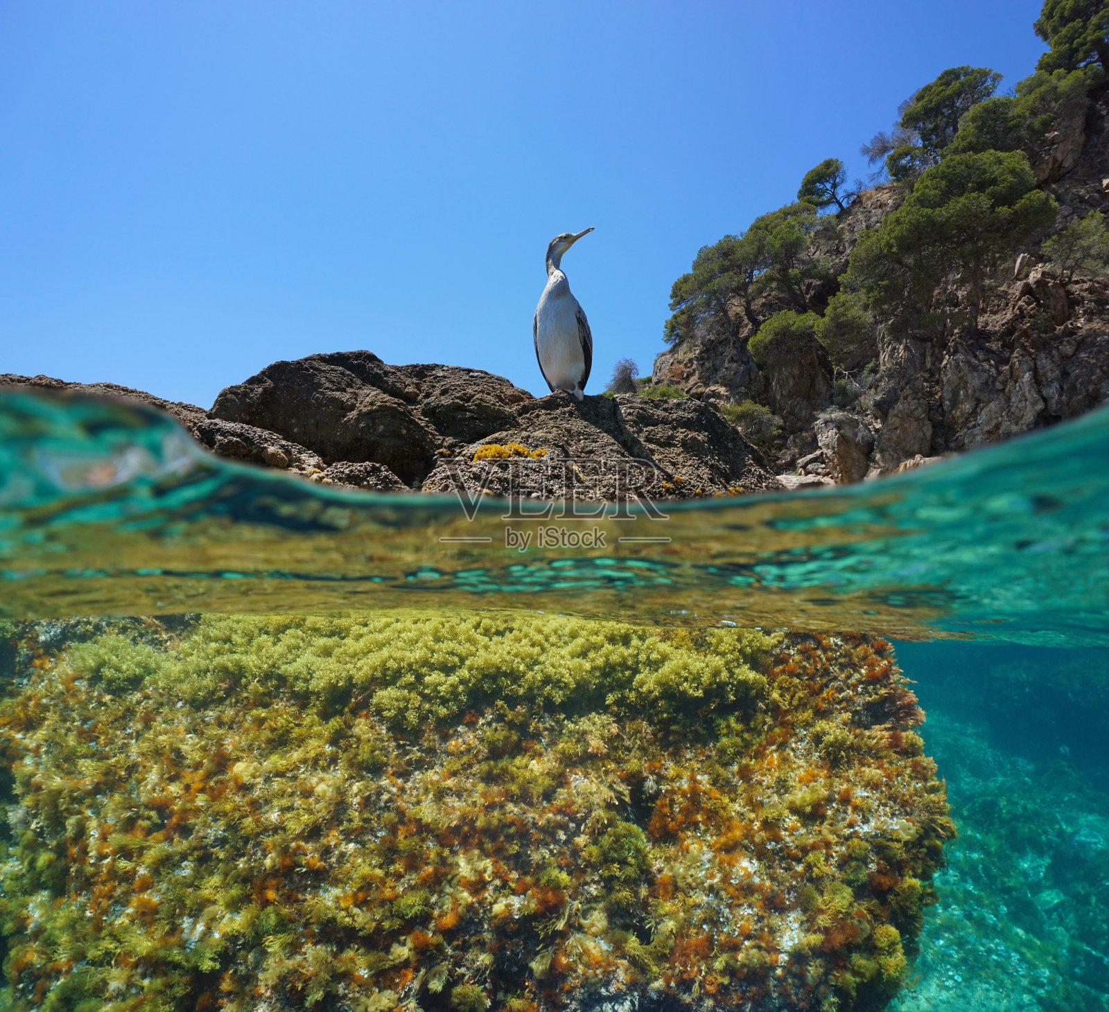 地中海岩石上的鸬鹚照片摄影图片