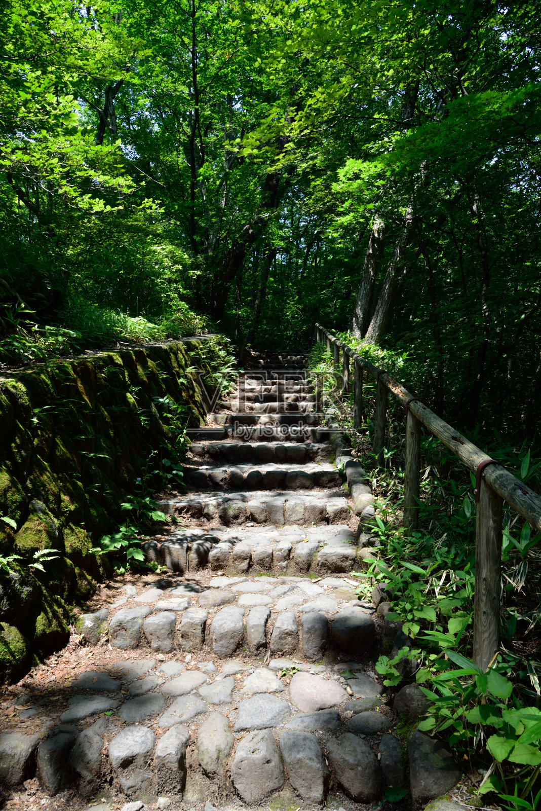 在森林里徒步旅行照片摄影图片