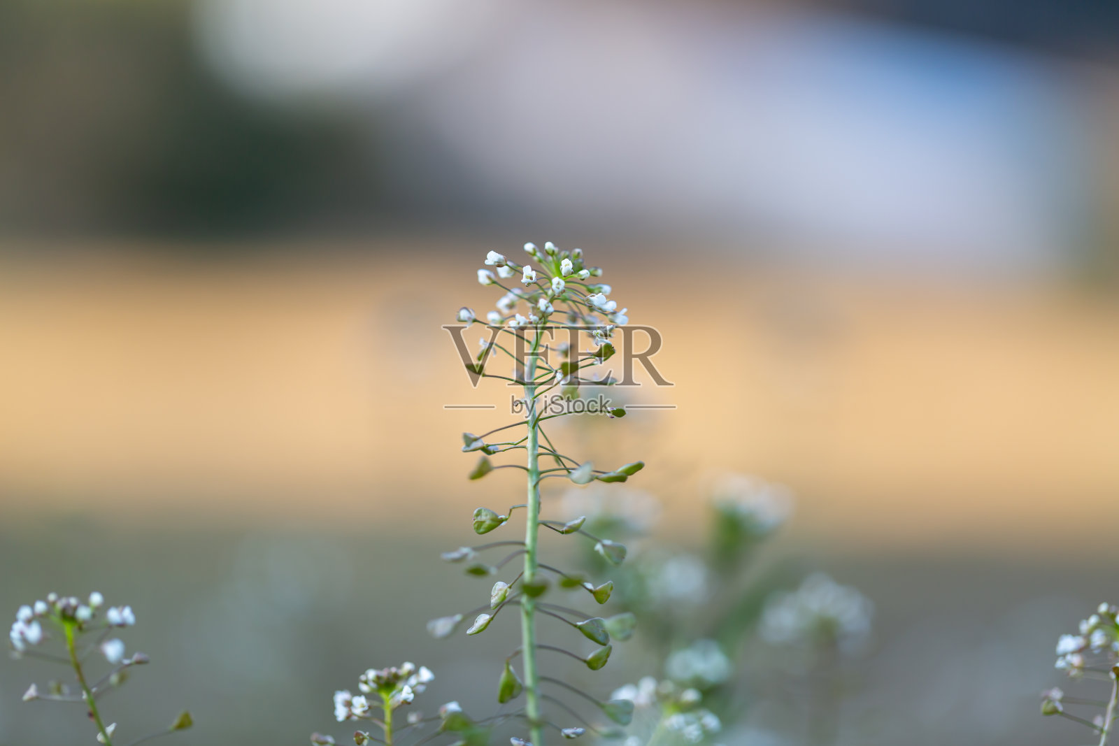 荠菜照片摄影图片