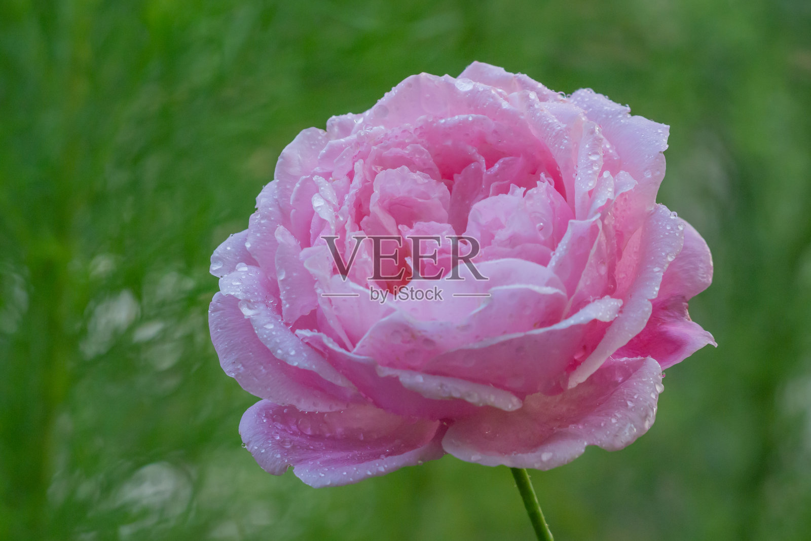 单瓣花，粉红色玫瑰色，有模糊的绿色背景照片摄影图片