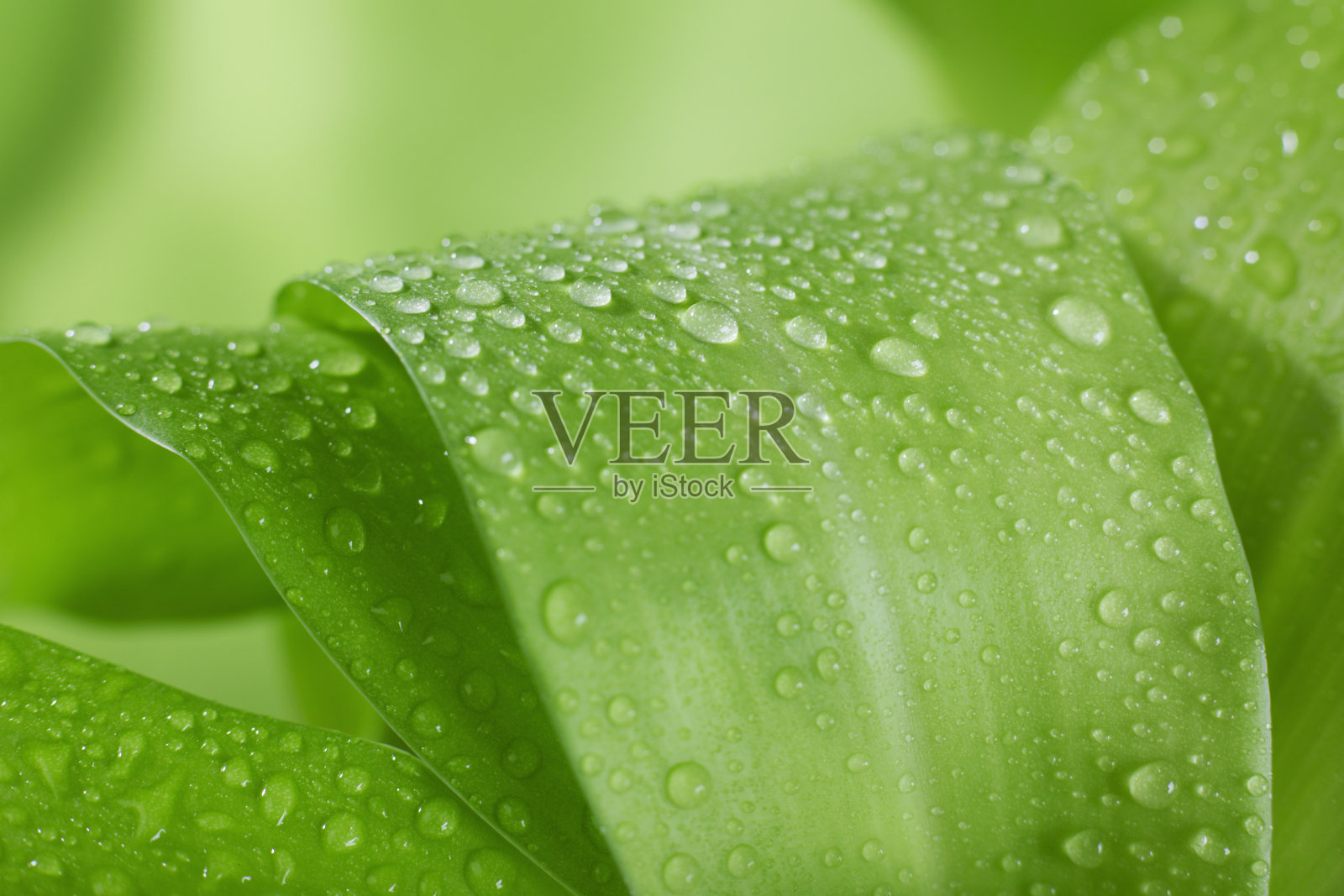 晨露照片摄影图片