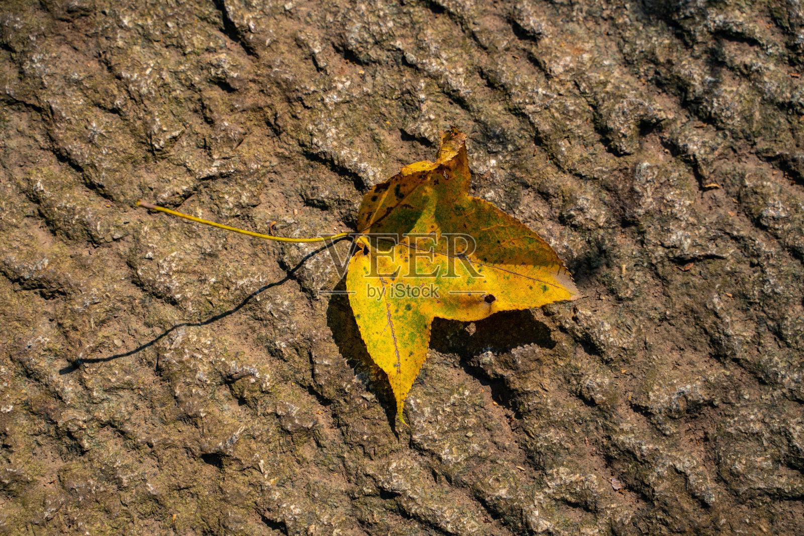 黄色的落叶照片摄影图片