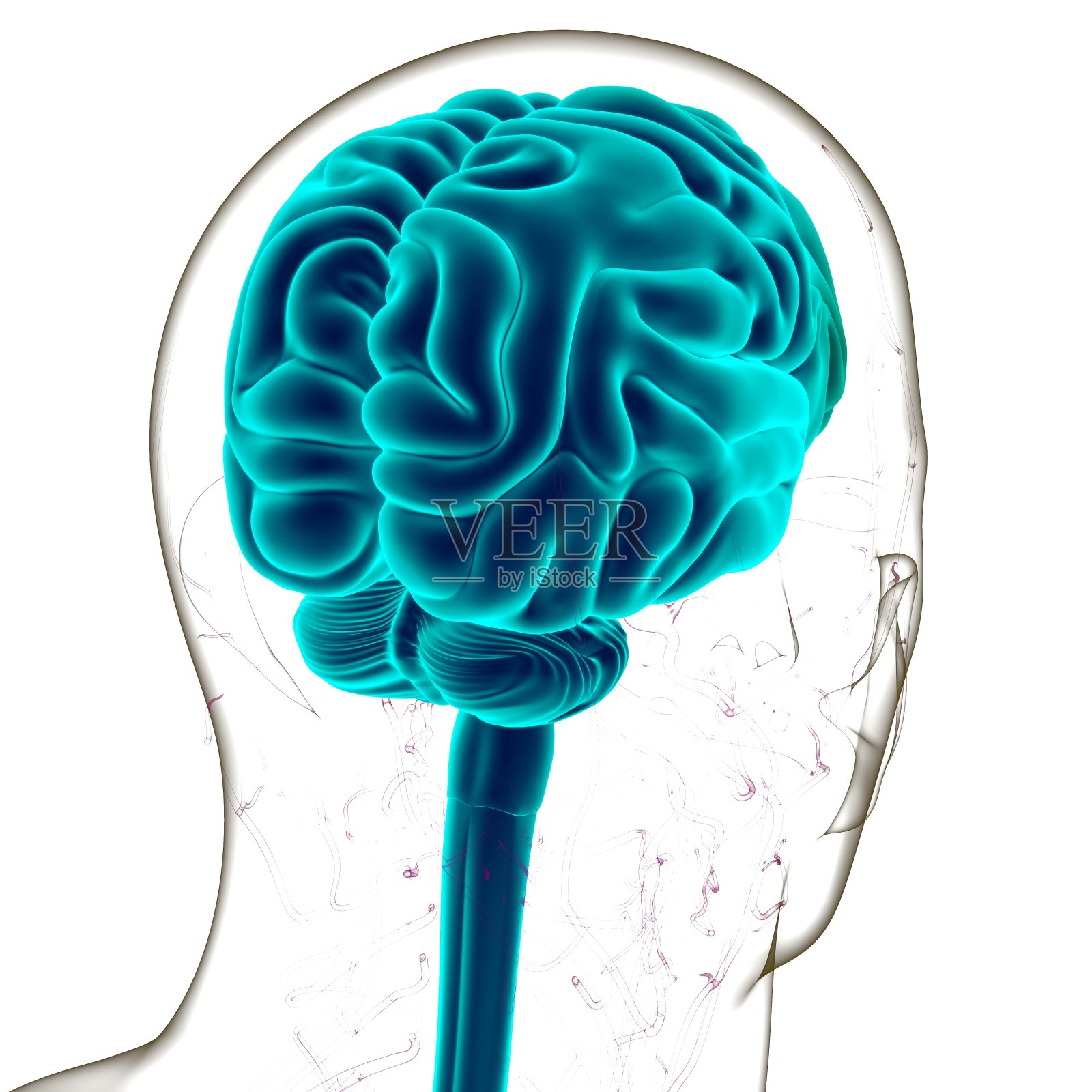 人体大脑解剖的医学概念3D照片摄影图片