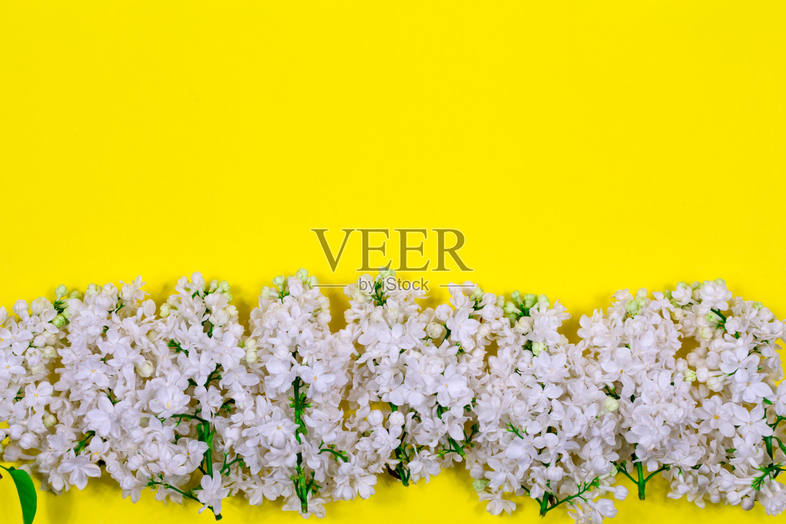 黄色背景上的白色丁香花。最小的花的概念。文本。作为贺卡布局的花卉图案。照片摄影图片