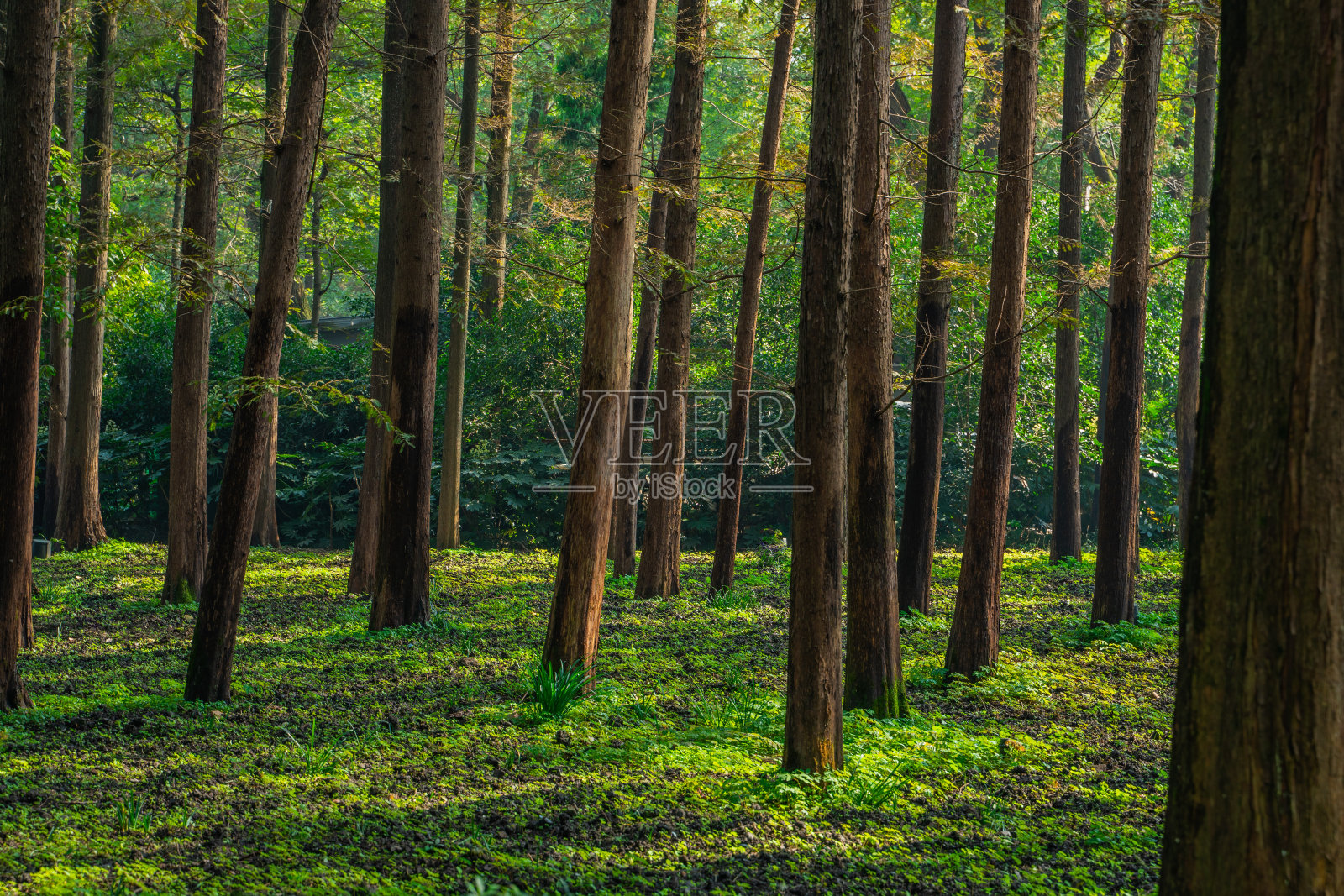 森林照片摄影图片
