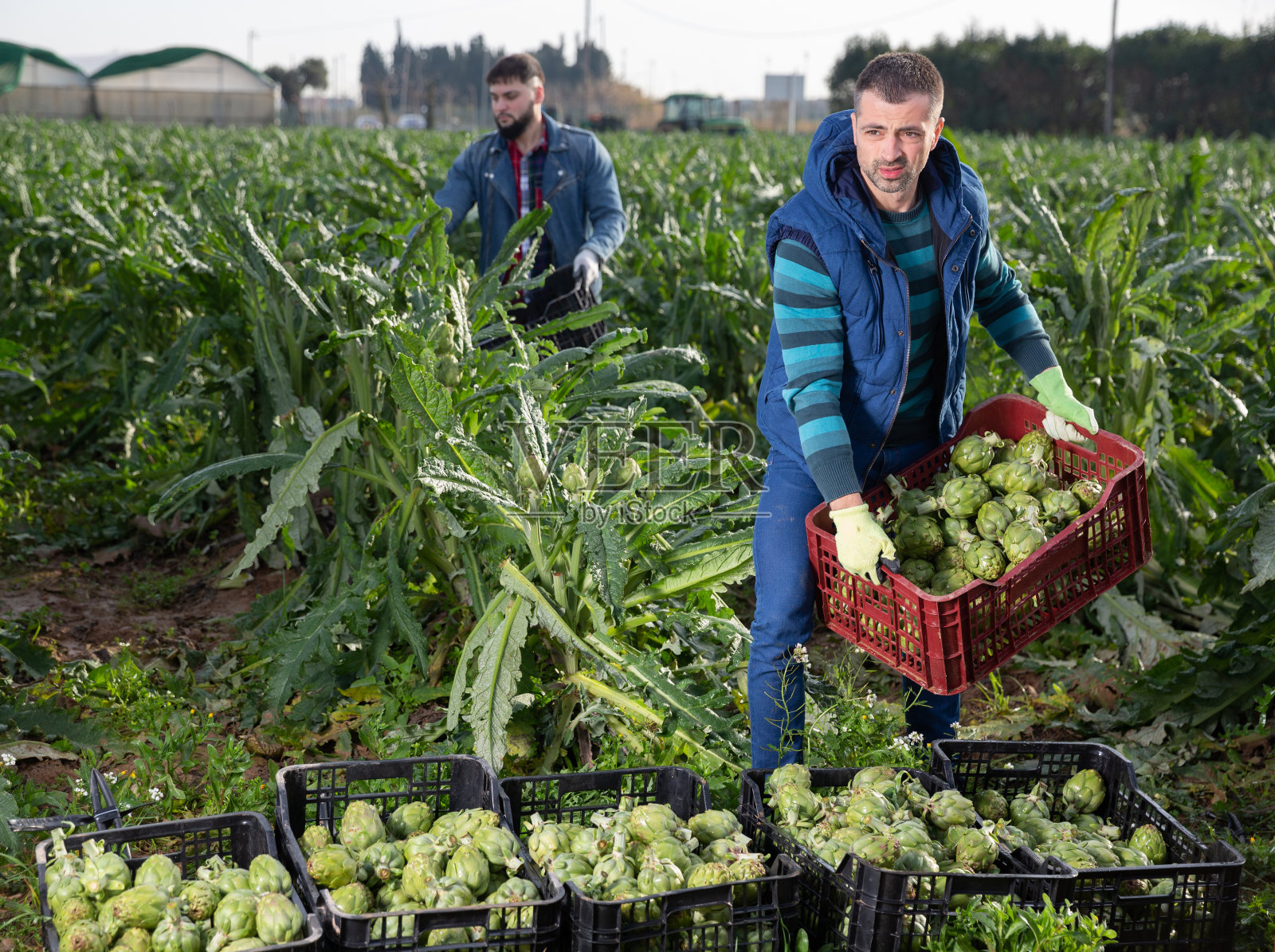 农场工人扛着装洋蓟的板条箱照片摄影图片