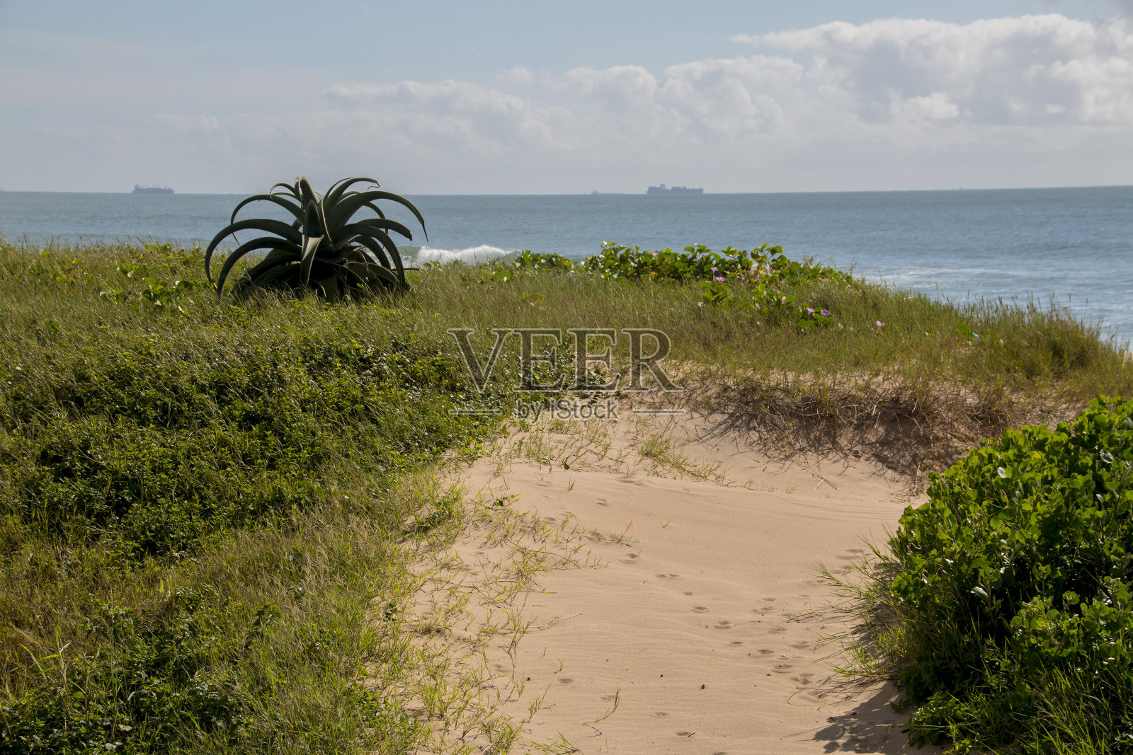 覆盖着植被和海上船只的沙丘照片摄影图片