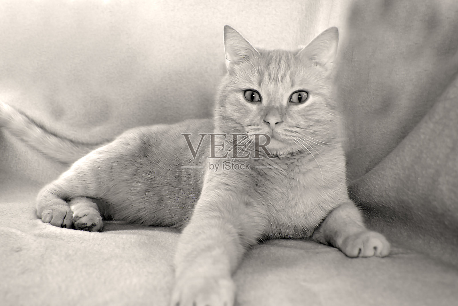 英国品种的桃猫的肖像。照片摄影图片