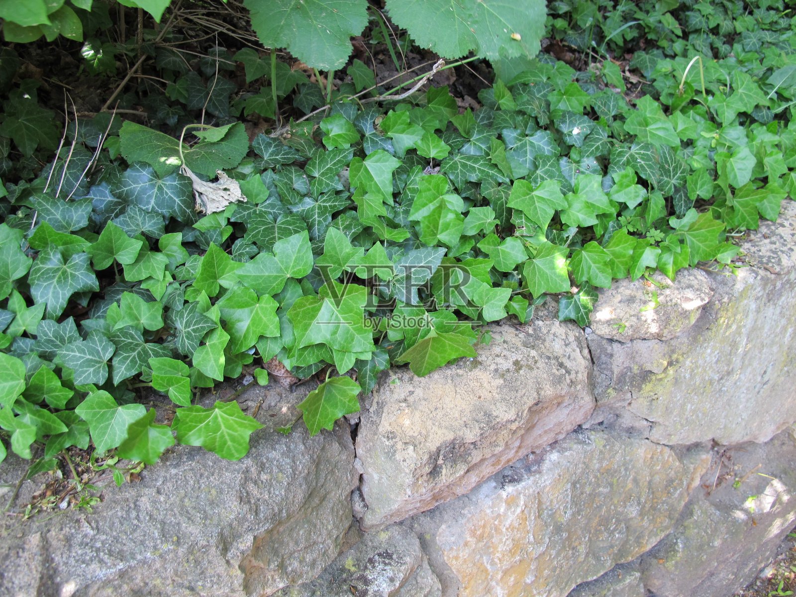 一堵阴暗的石墙上的欧洲常青藤卷须照片摄影图片