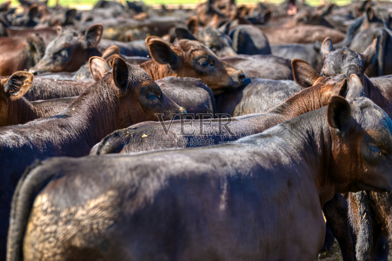 围栏里的黑色安格斯小牛照片摄影图片