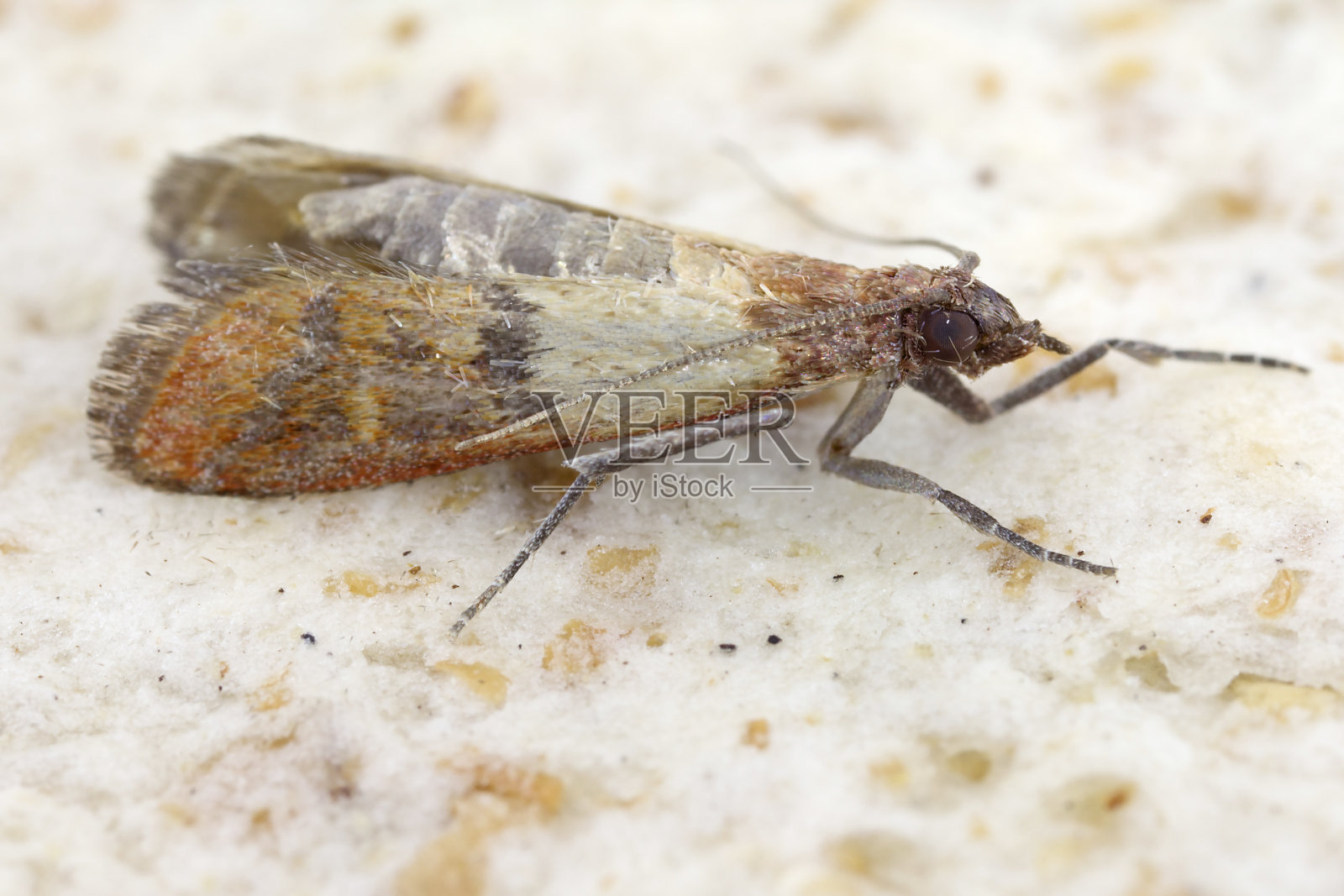 印度粉蛾(又称印度粉蛾Plodia interpunctella)是一种pyraloid蛾，属于pyraloid蛾科，是储藏产品和家庭食物害虫的常见害虫照片摄影图片