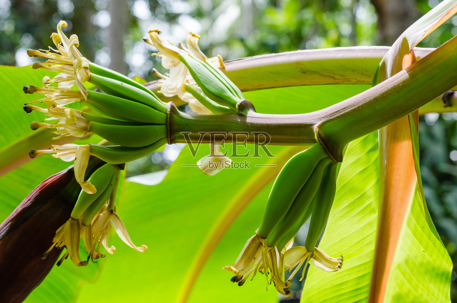 大自然中的小香蕉。照片摄影图片