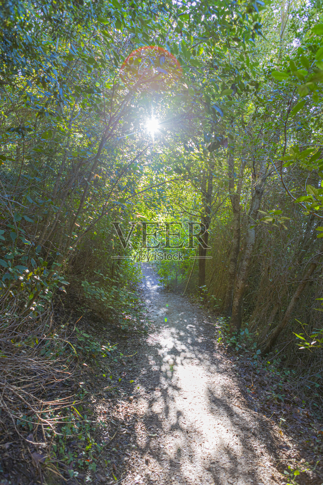 2月，蒙特塞拉特El Portell Estret附近的森林GR。照片摄影图片