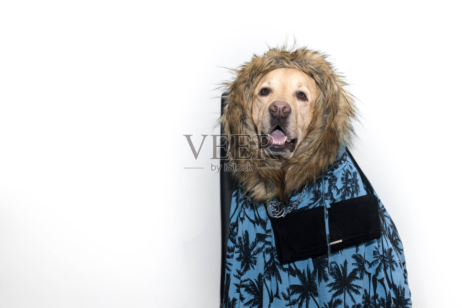 一只穿着晚礼服和钱包的狗照片摄影图片