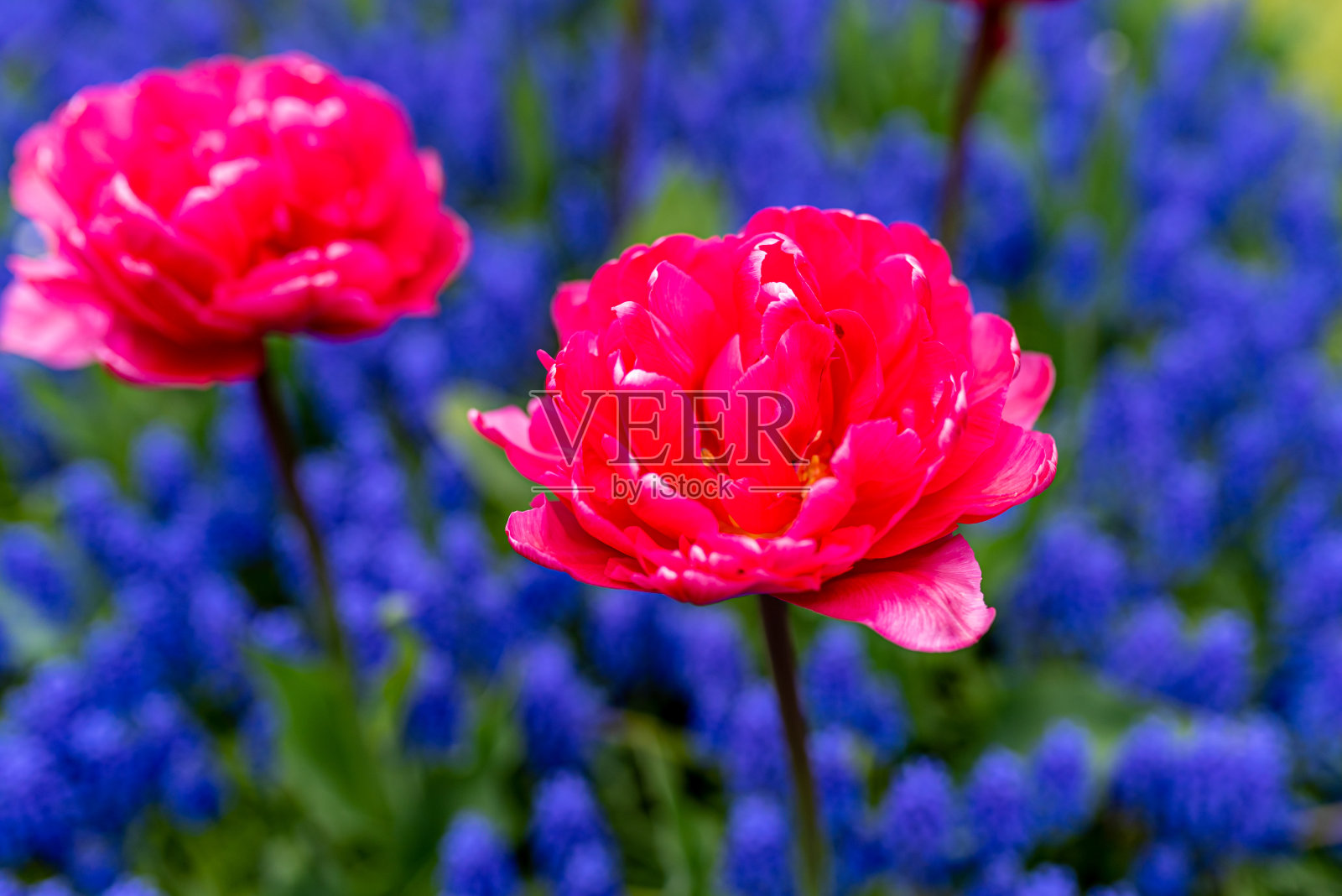 红色的牡丹花在花园里。春天风信子的背景。荷兰阿姆斯特丹。照片摄影图片