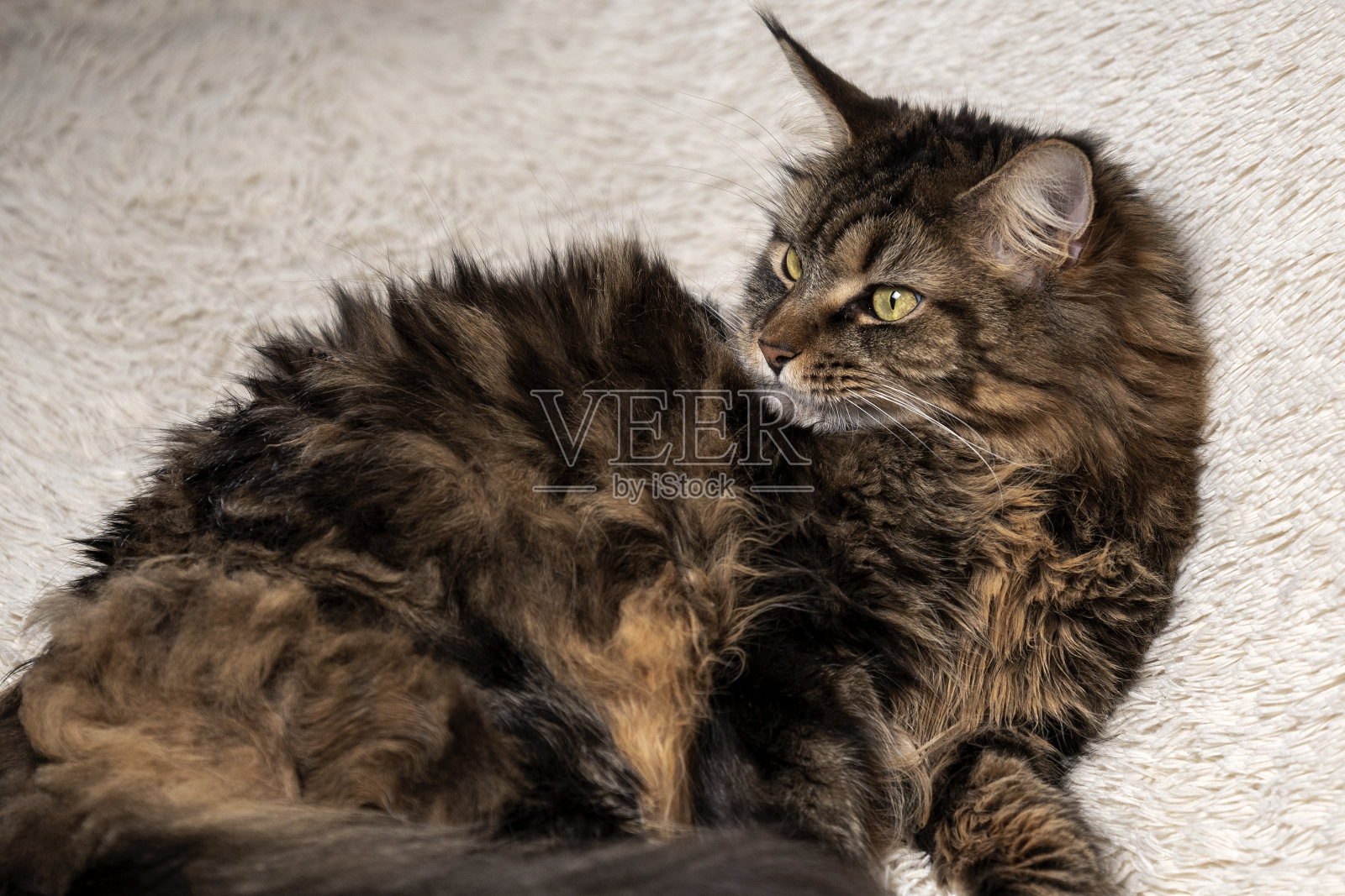 缅因州的浣熊肖像，漂亮的猫在沙发上照片摄影图片