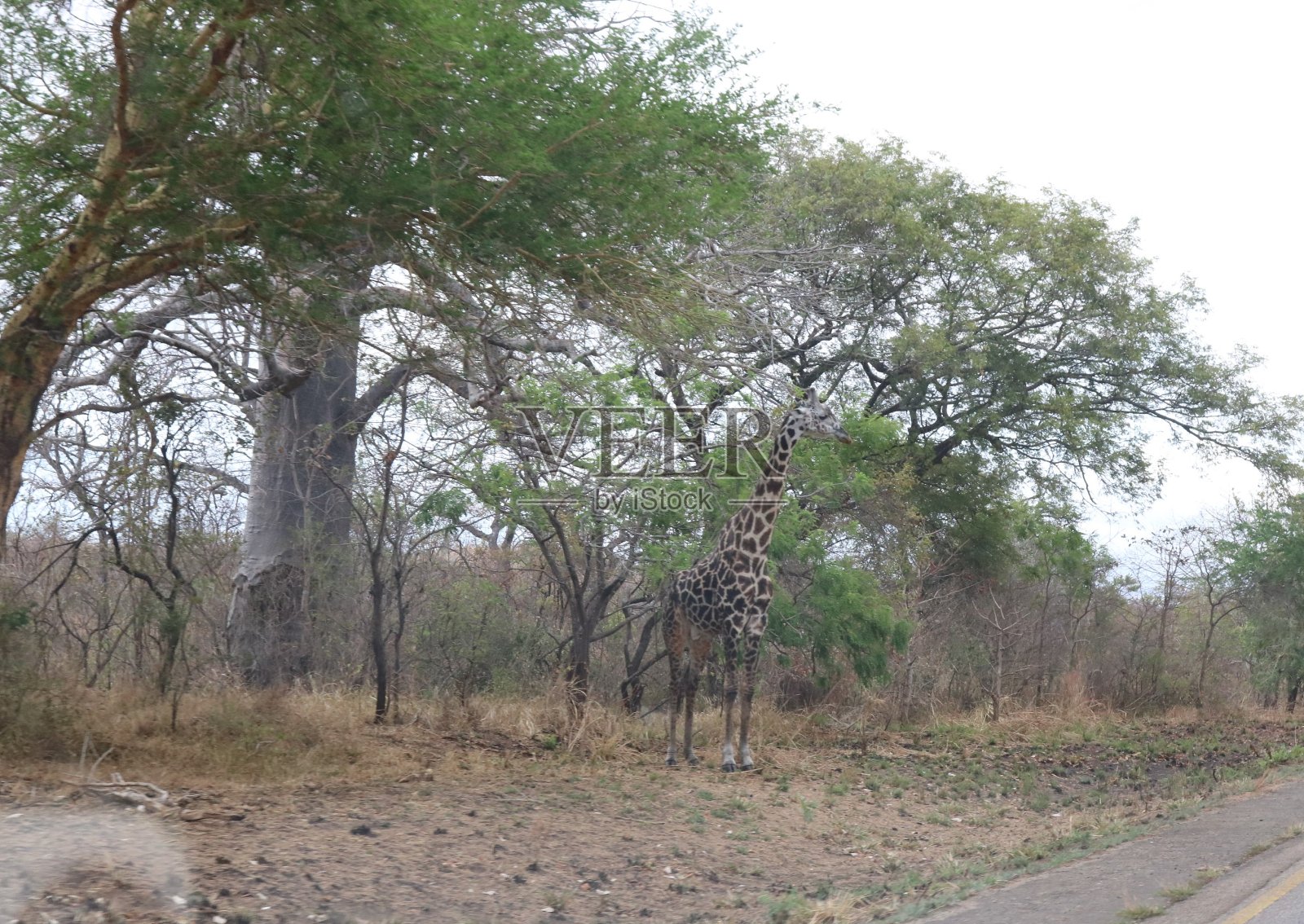 米库米国家公园高速公路旁美丽的长颈鹿照片摄影图片
