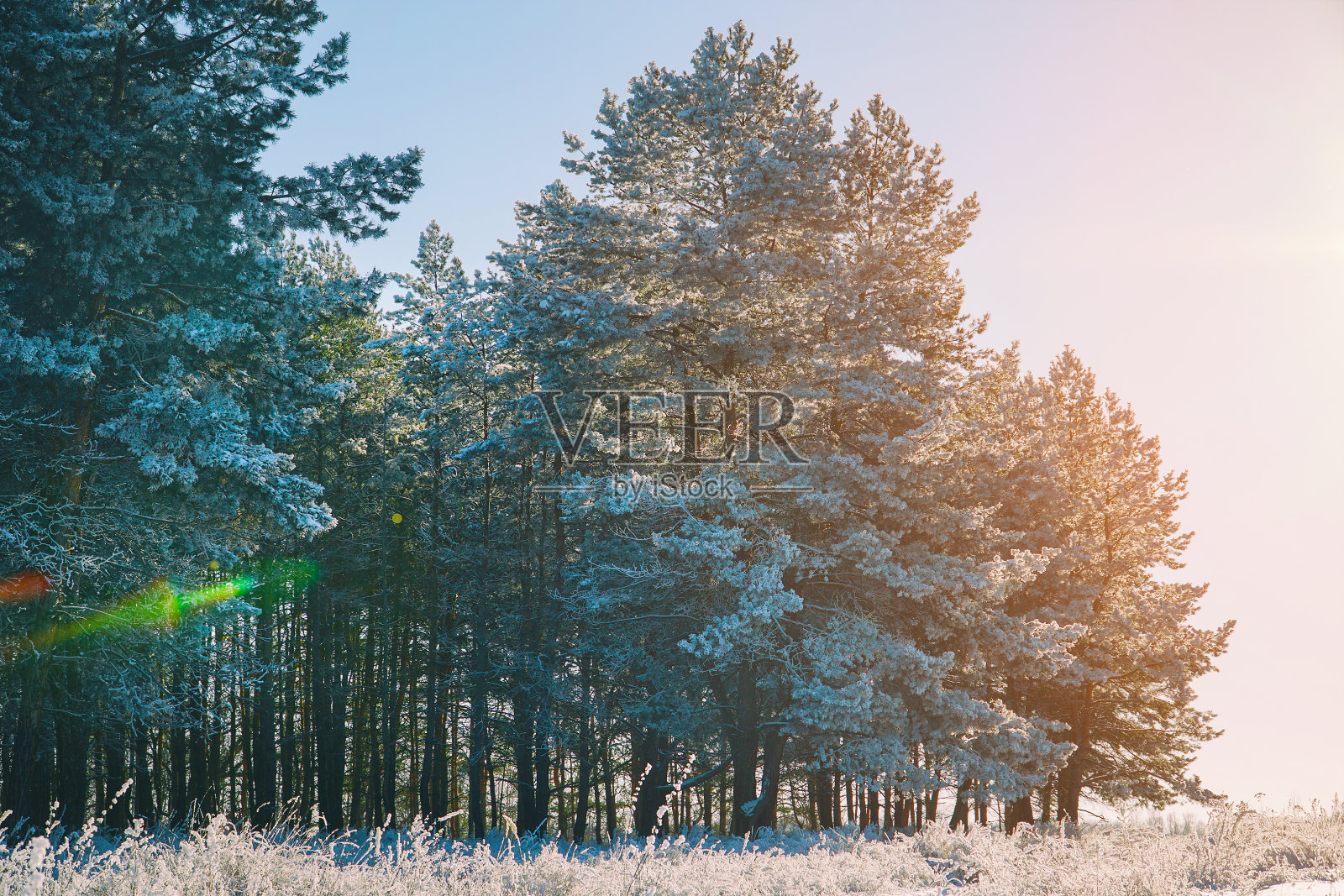 冬季松树林在草地前与干燥的草照片摄影图片