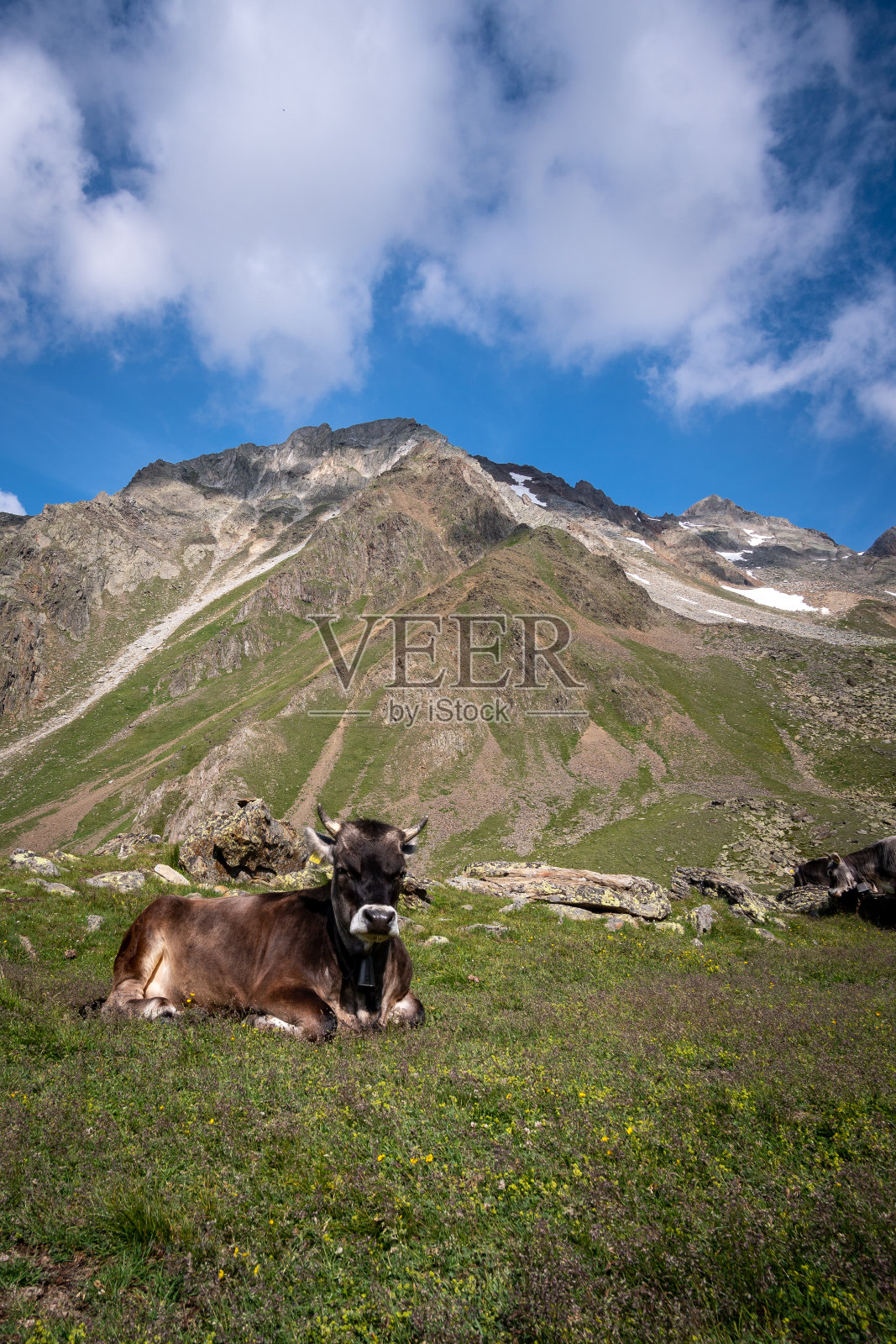 奶牛在奥地利高山环境的草地上。照片摄影图片