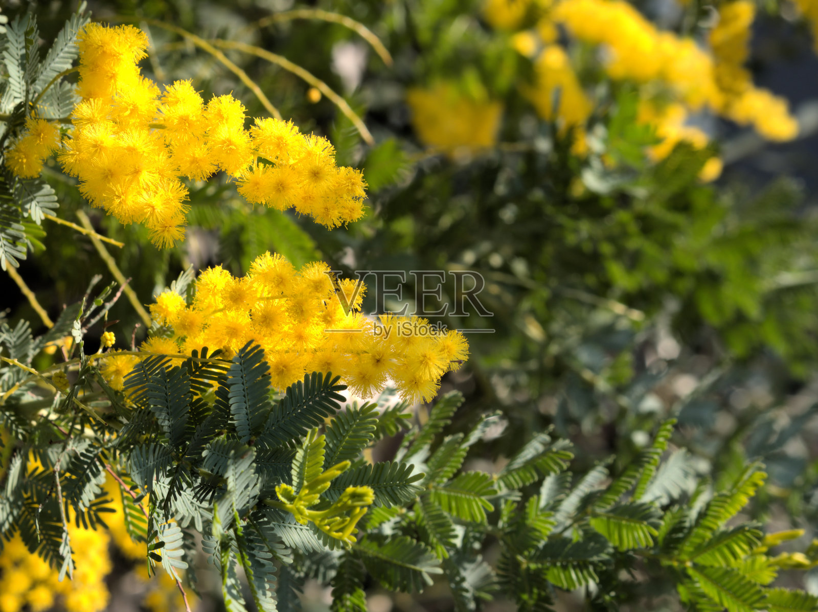 含羞草照片摄影图片