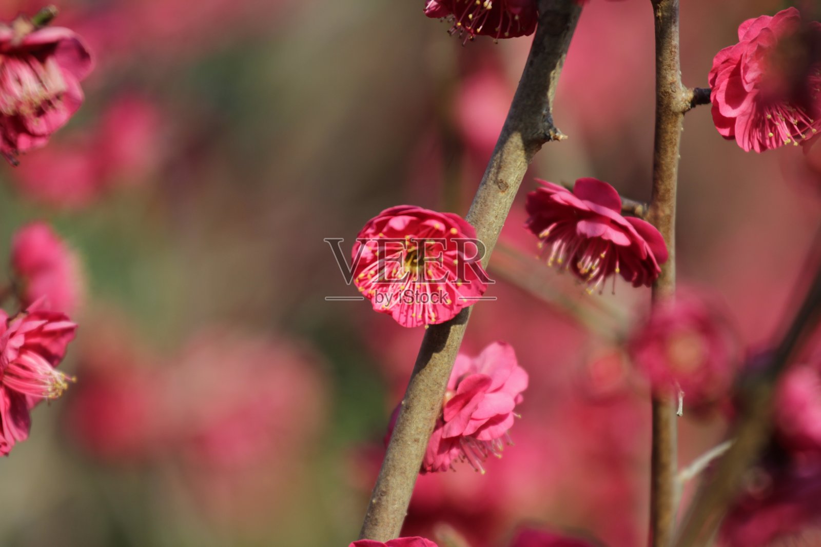 花照片摄影图片