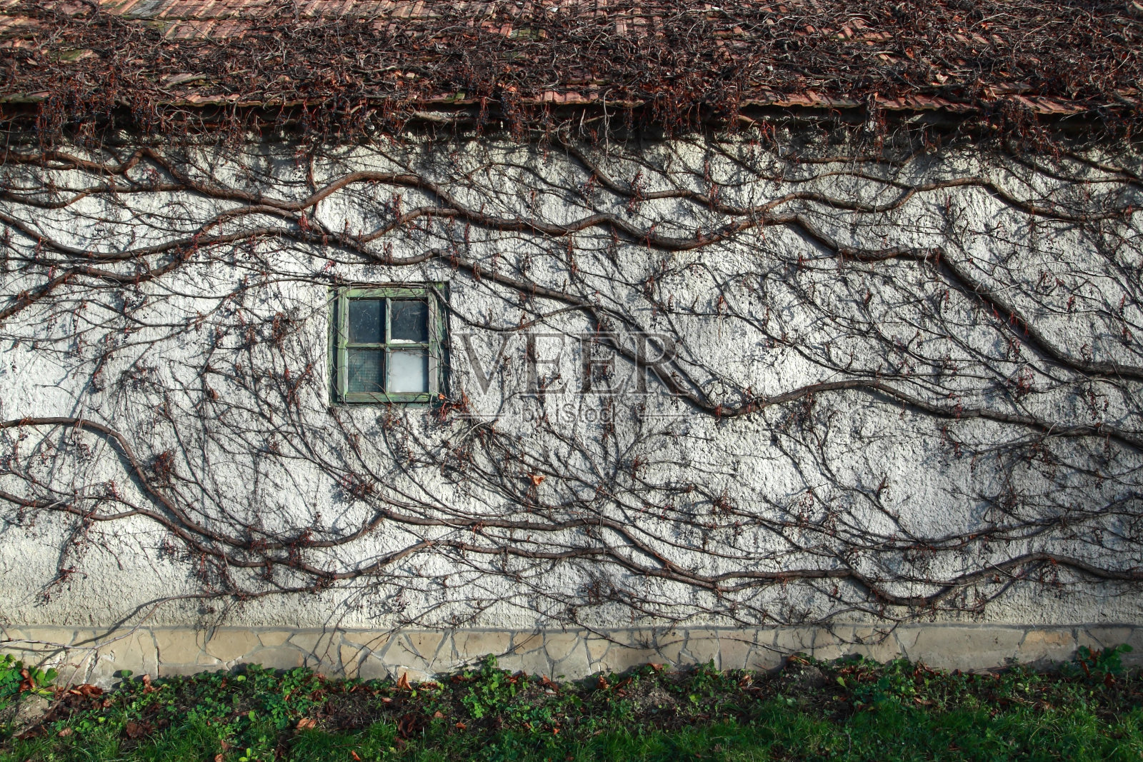 有窗户和蔓生藤蔓的旧房子墙。照片摄影图片