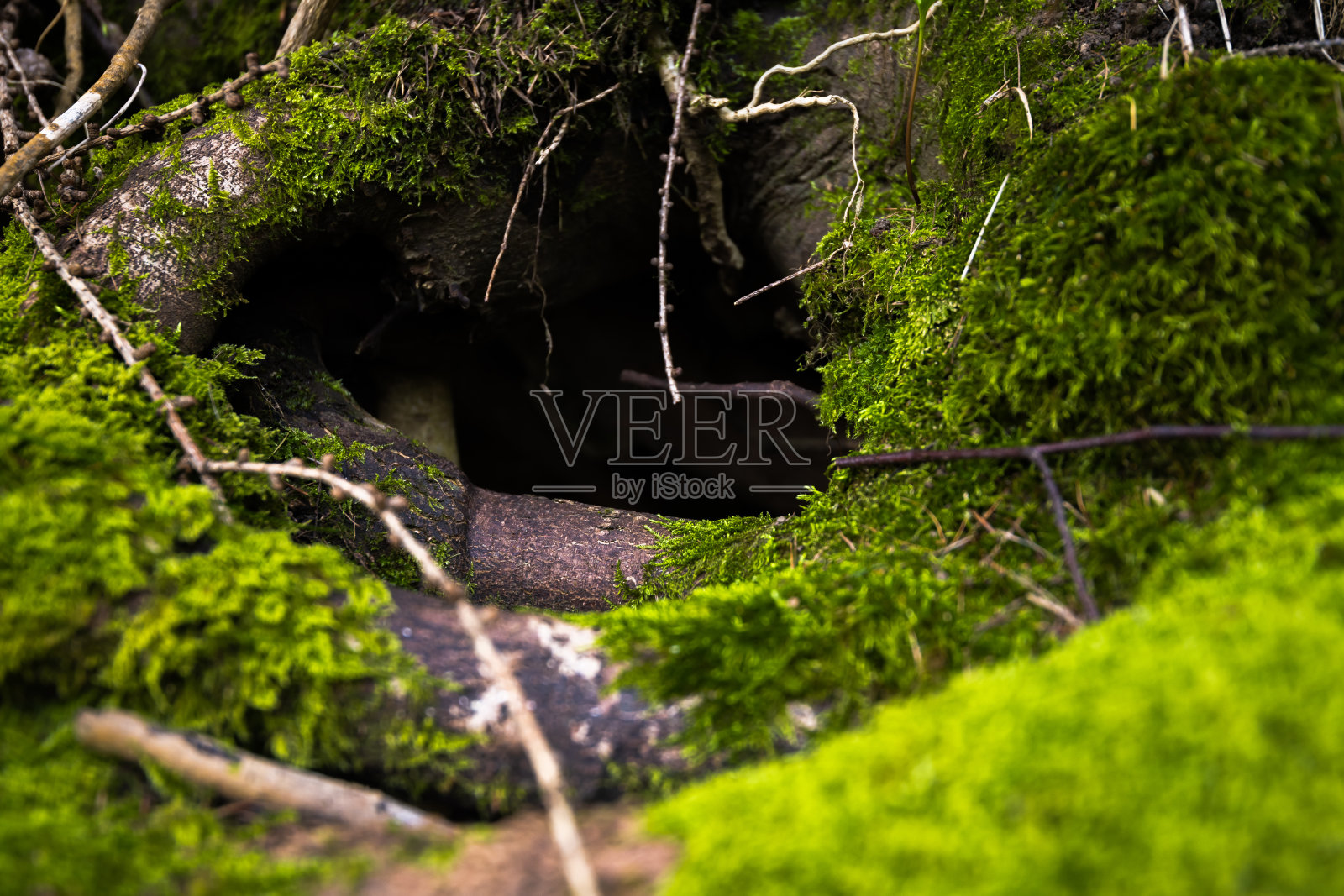 一个小洞穴作为一个动物庇护所下的老森林树的树根-绿色苔藓覆盖的入口，森林动物的藏身之处-软焦点和过渡-野生动物和自然的概念-根树干洞照片摄影图片