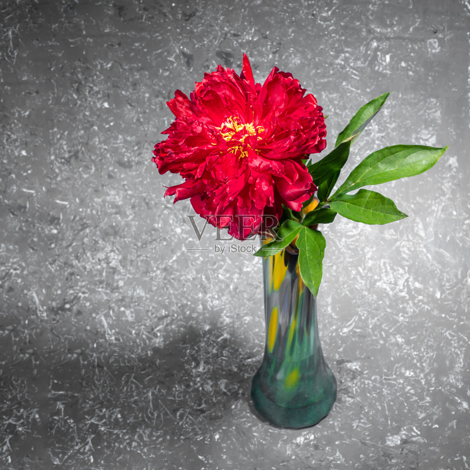 一个美丽的红色牡丹在玻璃花瓶在灰色纹理的背景与复制空间。广场的照片。照片摄影图片