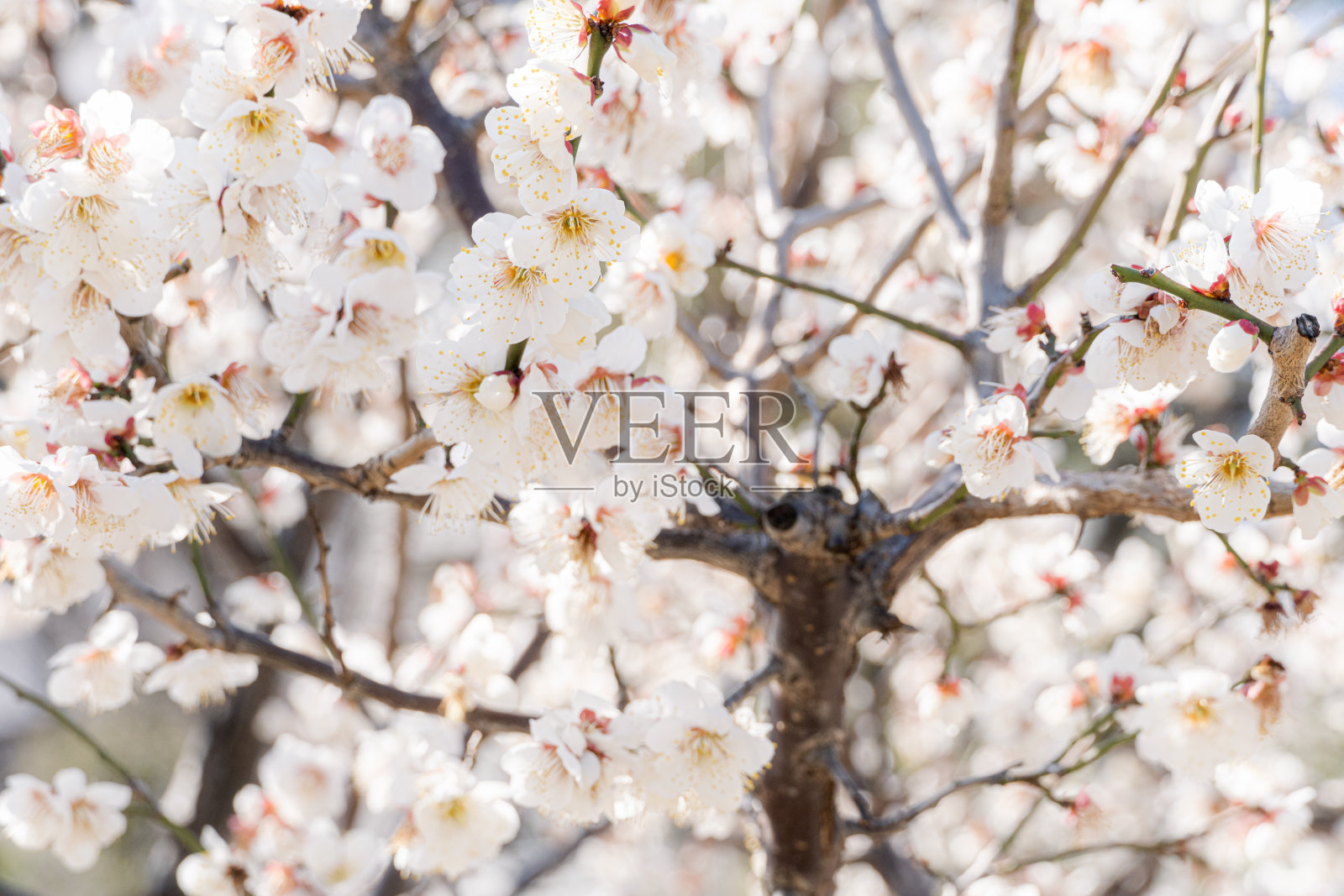 日本的梅花在早春开花。照片摄影图片