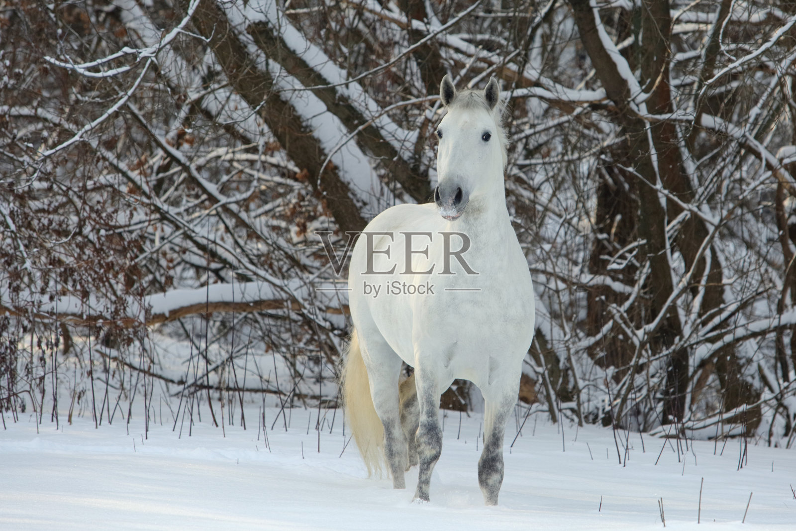 美丽的白马漫步在冬日的树林里照片摄影图片