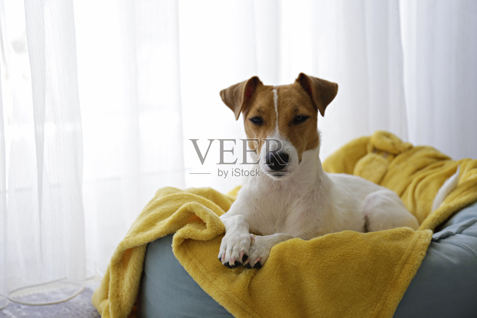 可爱的小狗在它的床上。照片摄影图片