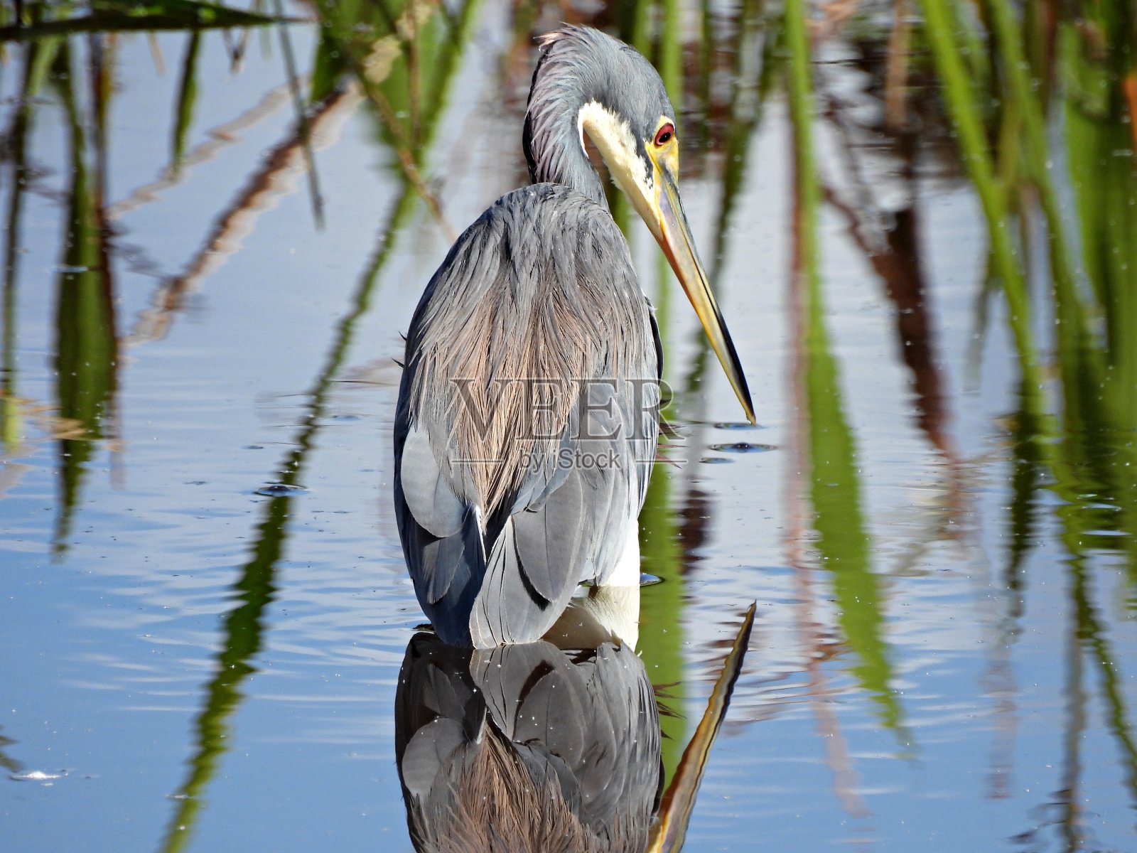 佛罗里达湿地中的三色鹭(白鹭)照片摄影图片