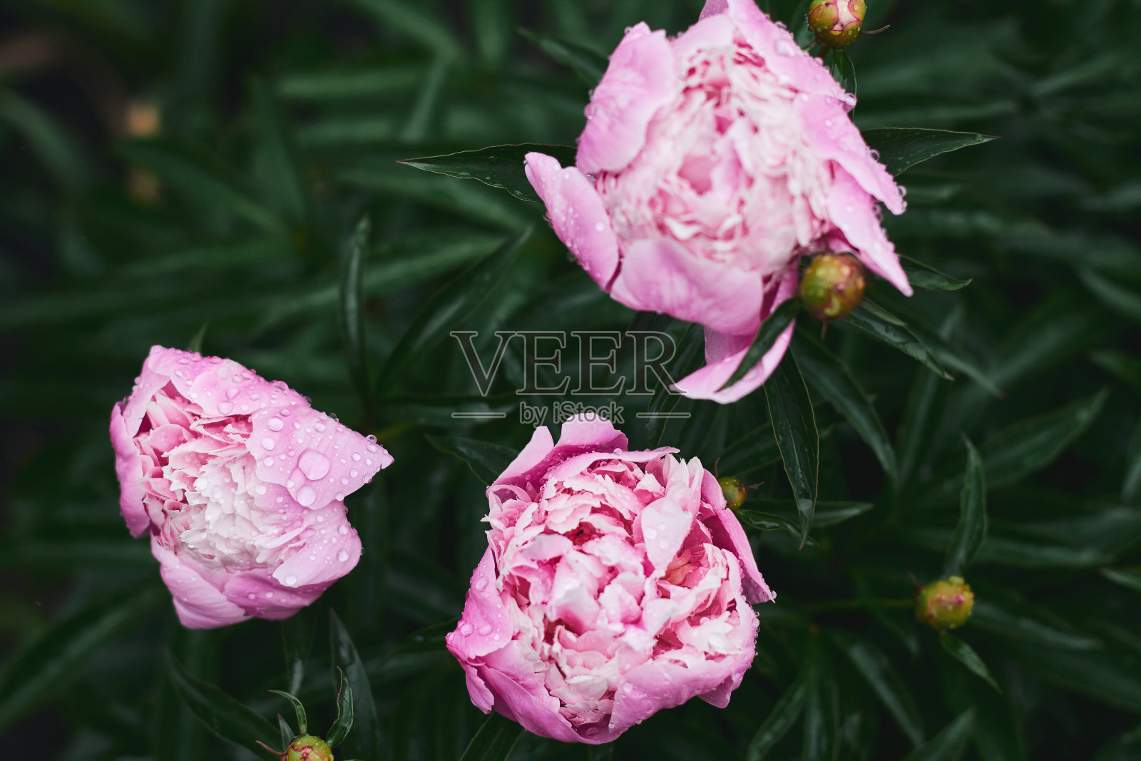 漂亮的大粉红色的花和深绿色的叶子。雨后牡丹园照片摄影图片