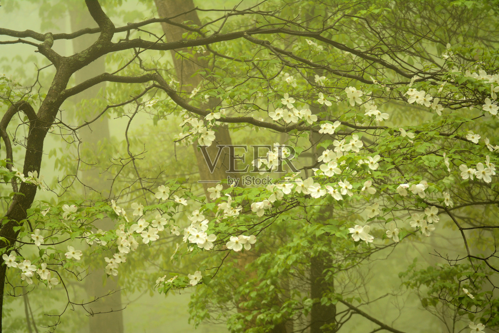 春天在Catoctin照片摄影图片