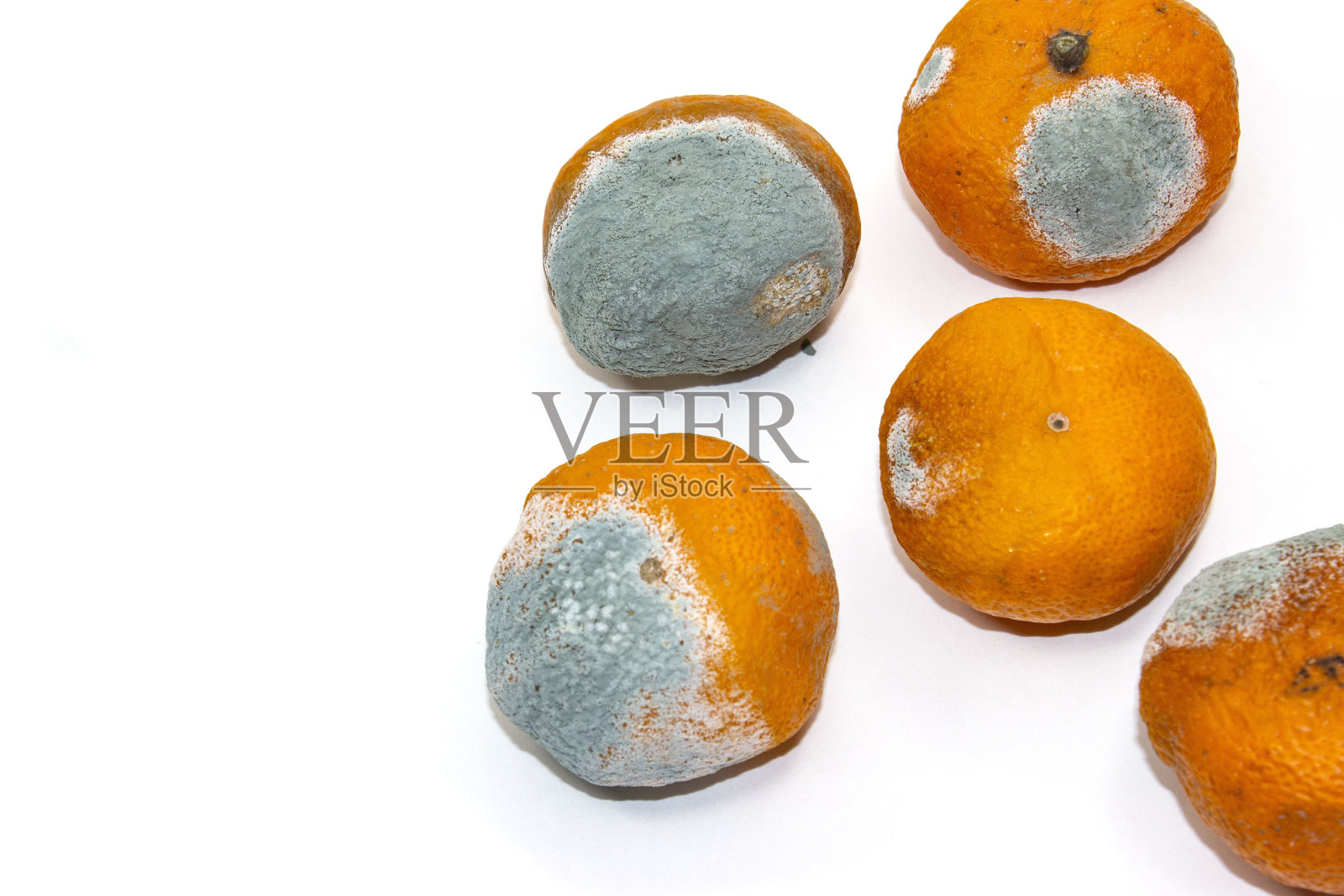 过熟的橘子。覆盖着霉菌，真菌。白色背景上的腐烂柑橘类水果。使水果变质的过程。烂橘子。照片摄影图片