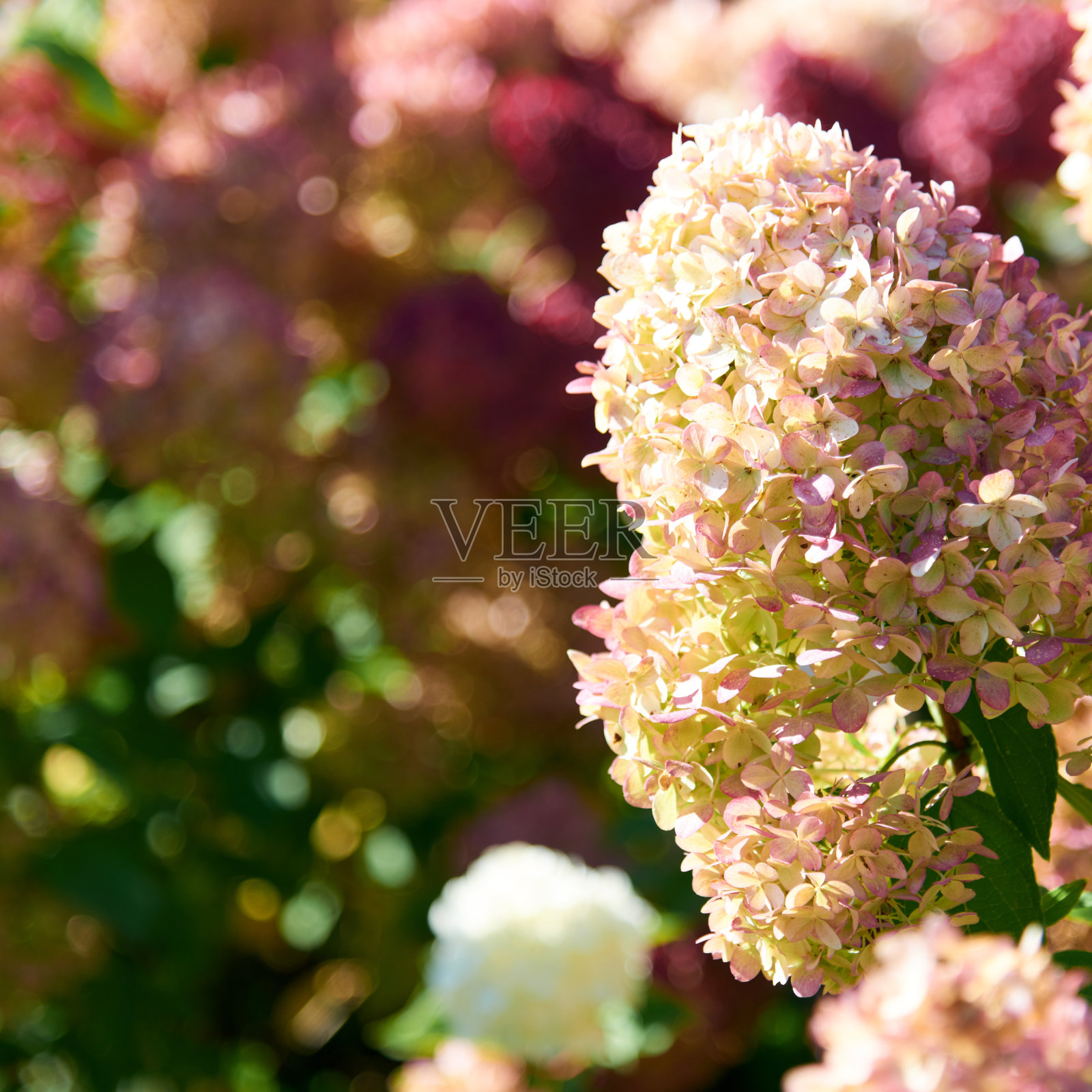 花园里盛开着粉红色的绣球花。春光明媚，夏日艳阳天。明信片。绣球花盛开。在花园开花。选择性聚焦，特写。照片摄影图片