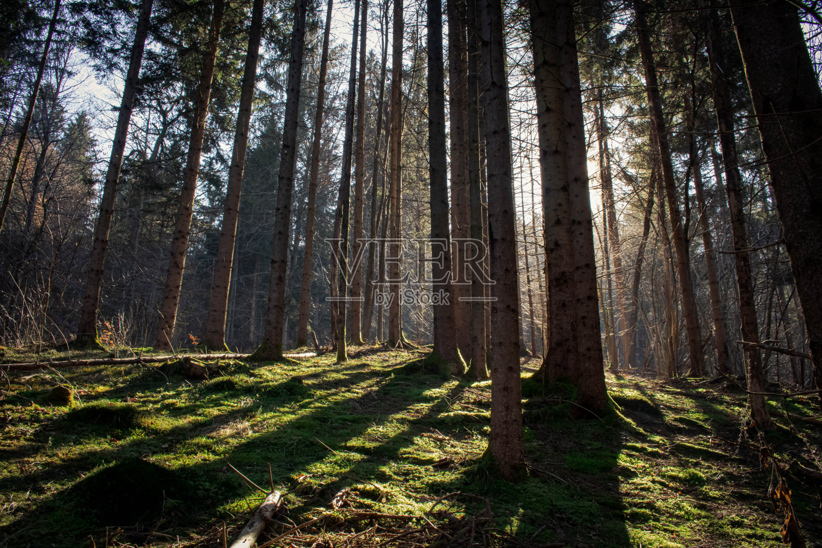 自然的照片照片摄影图片