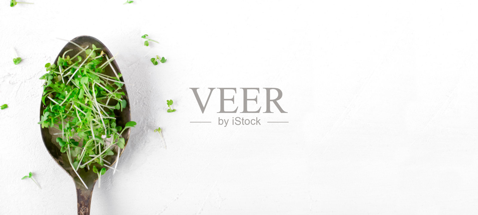 小绿芥末在勺子里发芽。宽横幅照片摄影图片