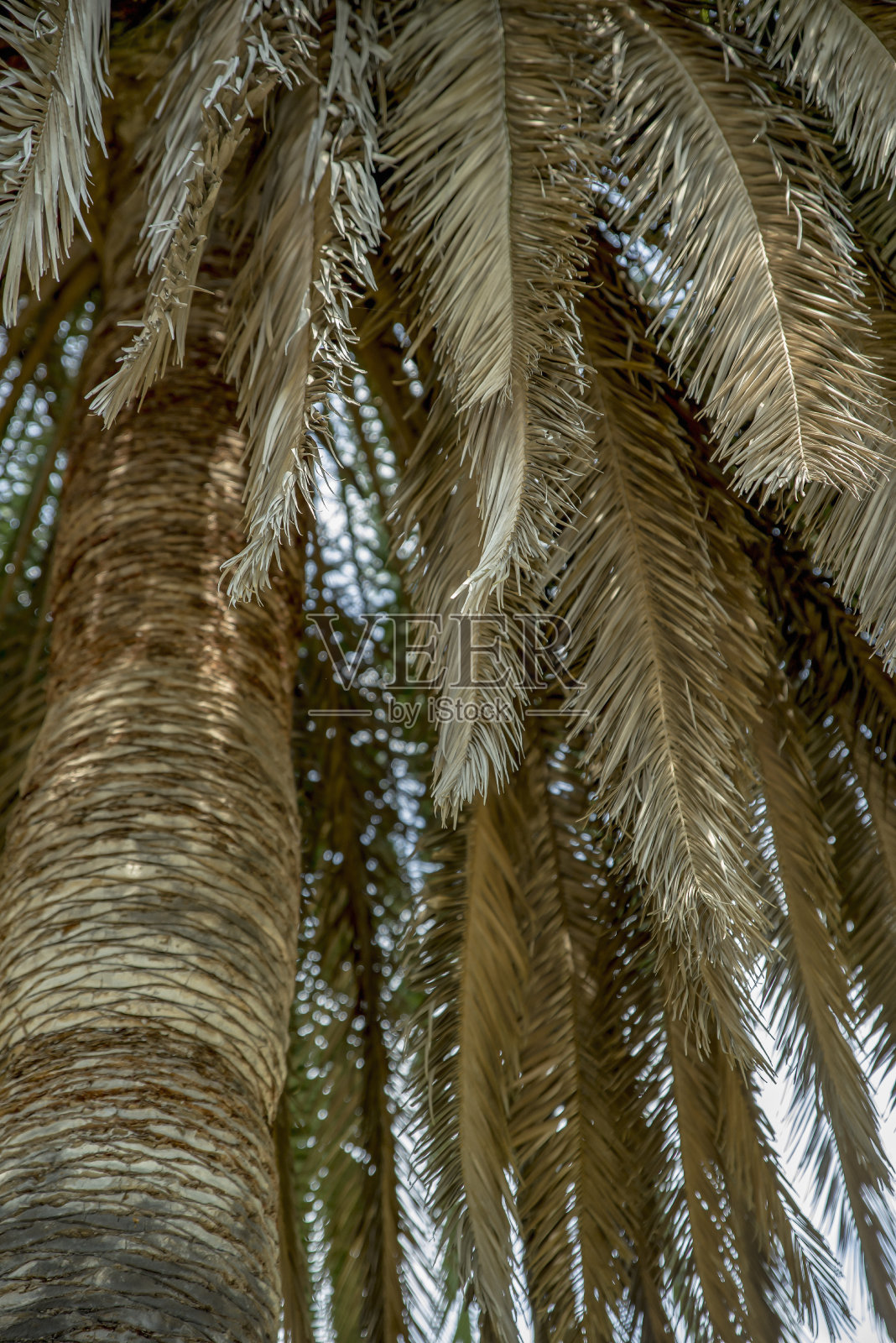 枯死的棕叶挂在树上照片摄影图片