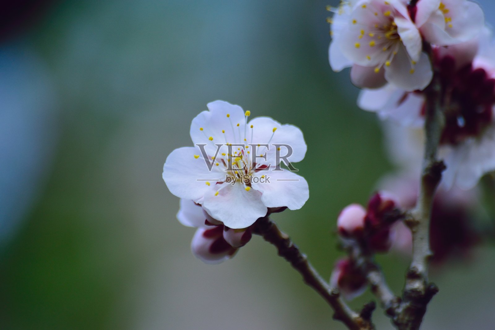 白梅花枝宏细节照片摄影图片