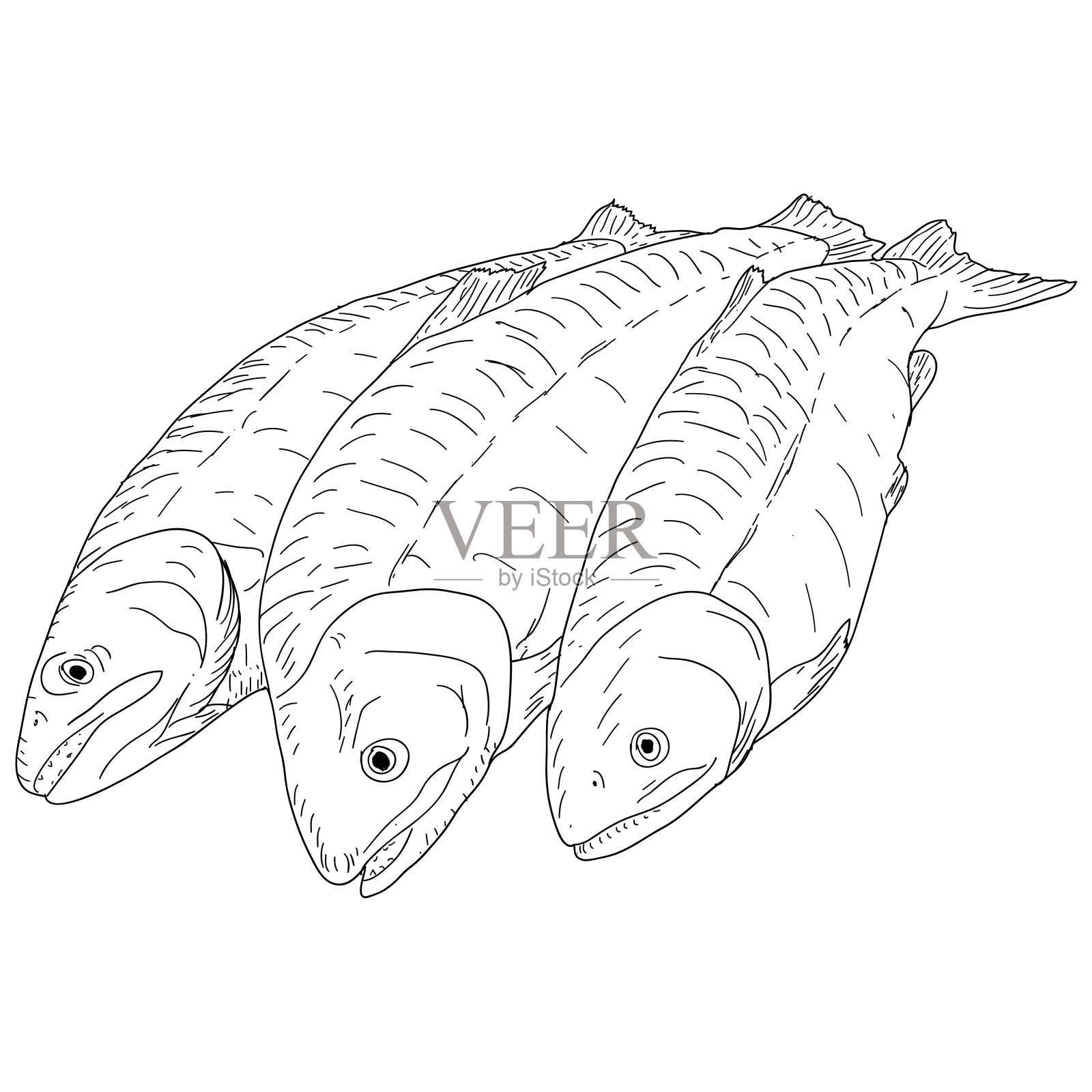 白色背景上的天然海鱼素描收集插画图片素材