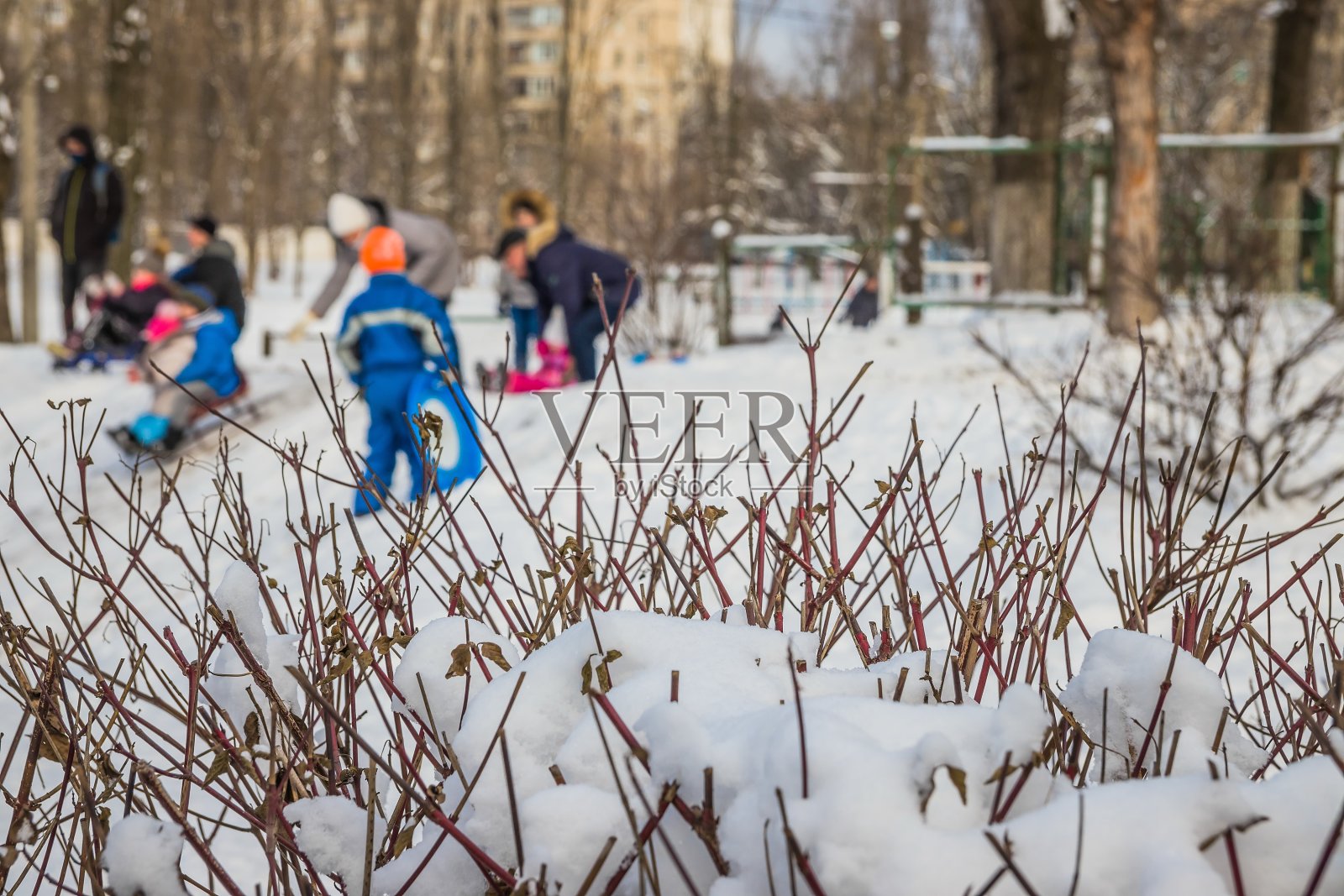 清晨城市公园里覆盖着霜雪的灌木丛。孩子们在后面玩雪橇照片摄影图片